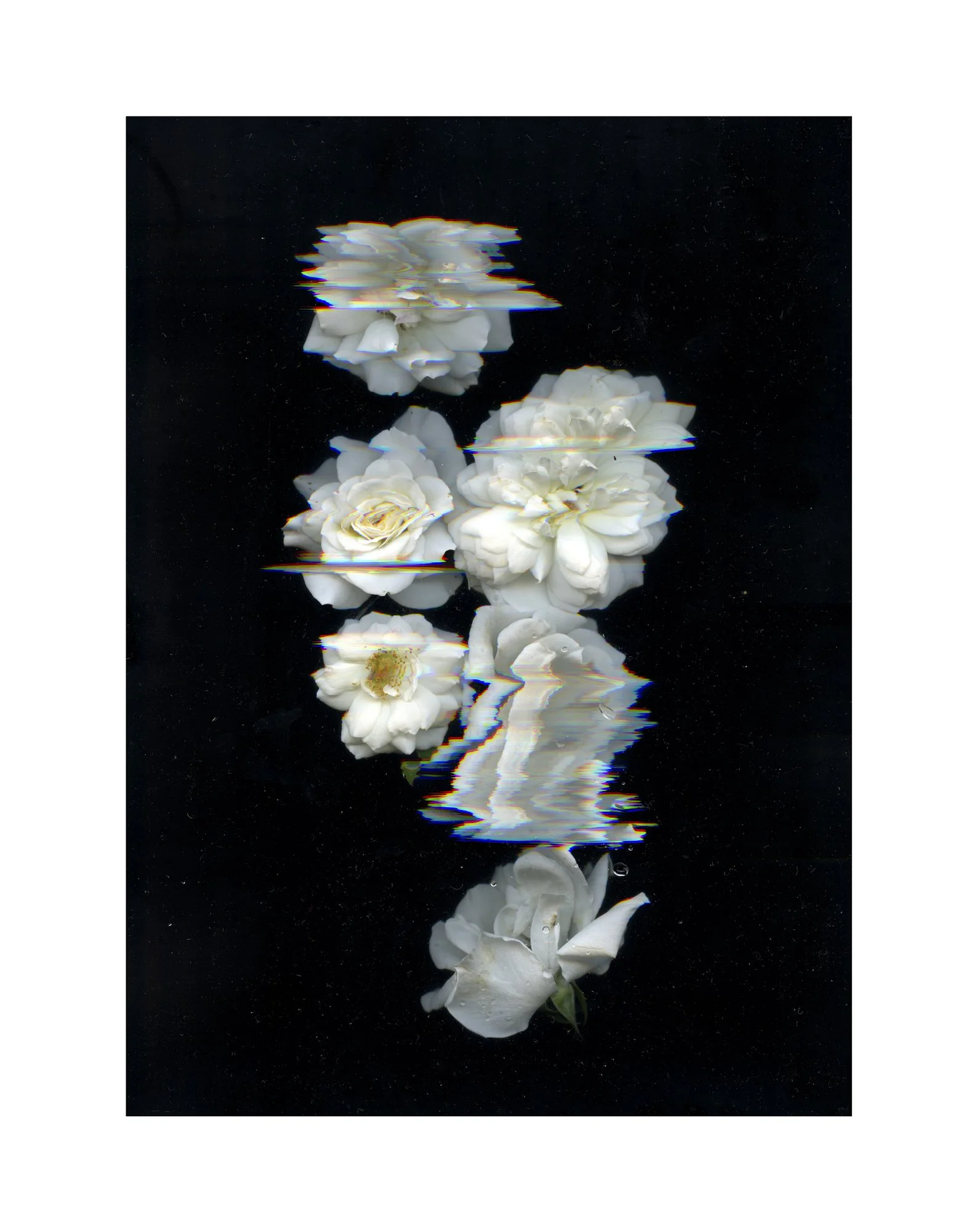 VARGHESE_80x65cm_Floral_Distortion_2_Scanography.jpg