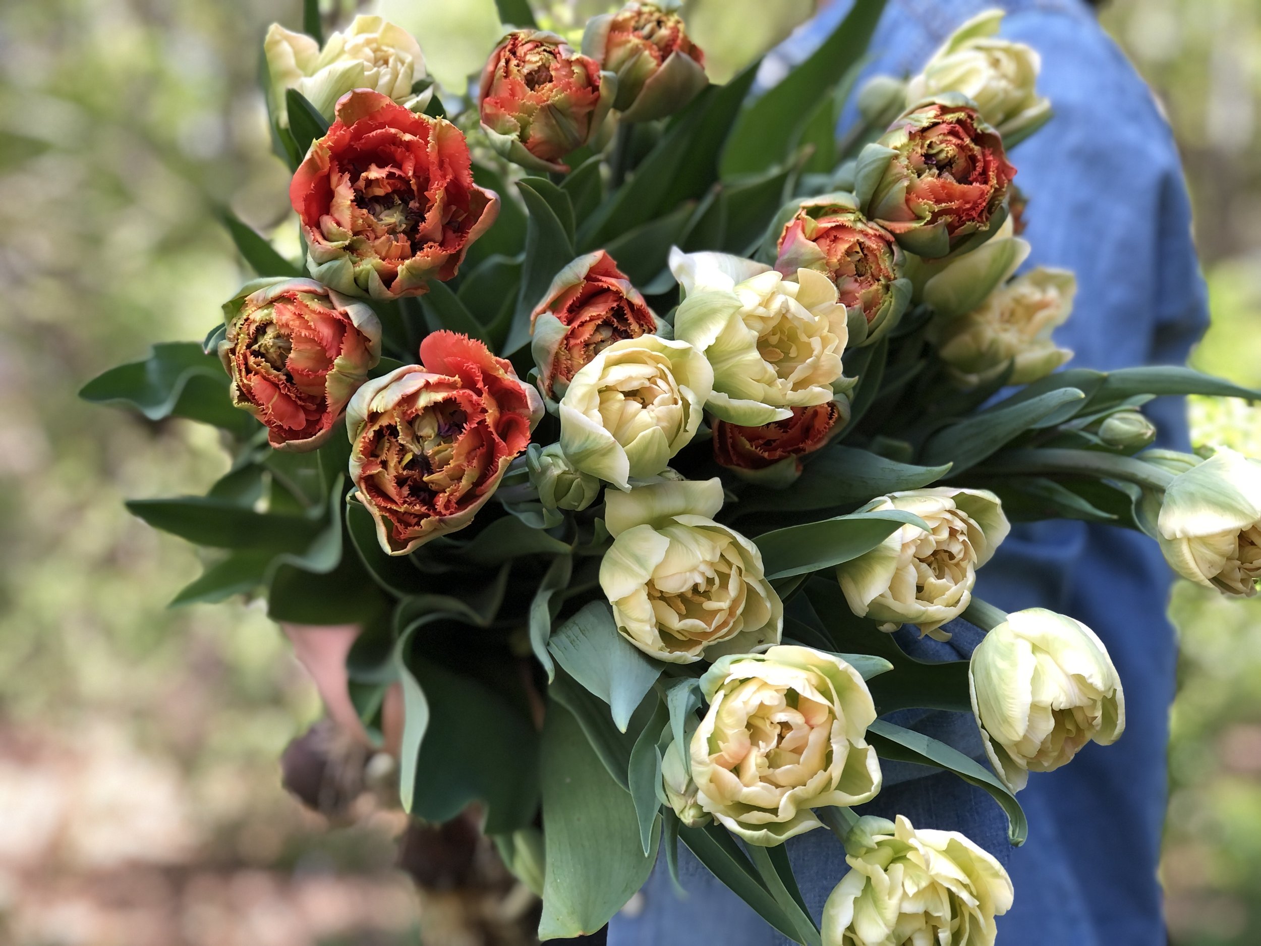 Spring Flower Subscription