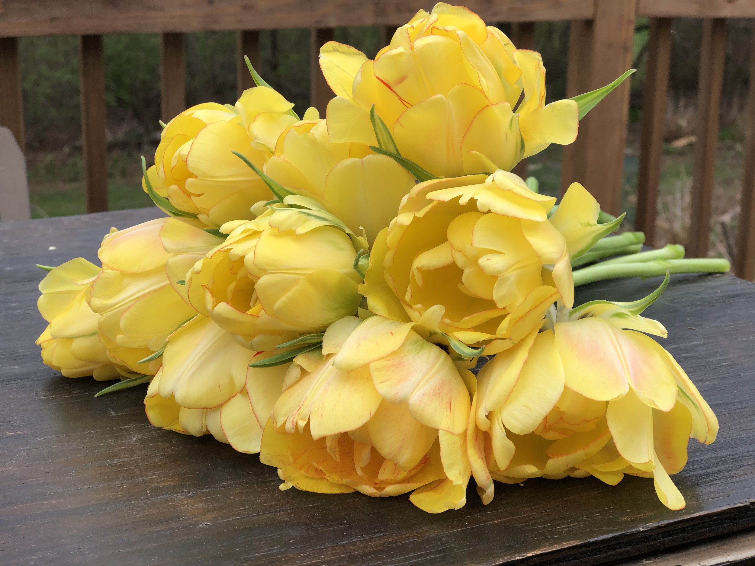 Large Bloom-Tulip