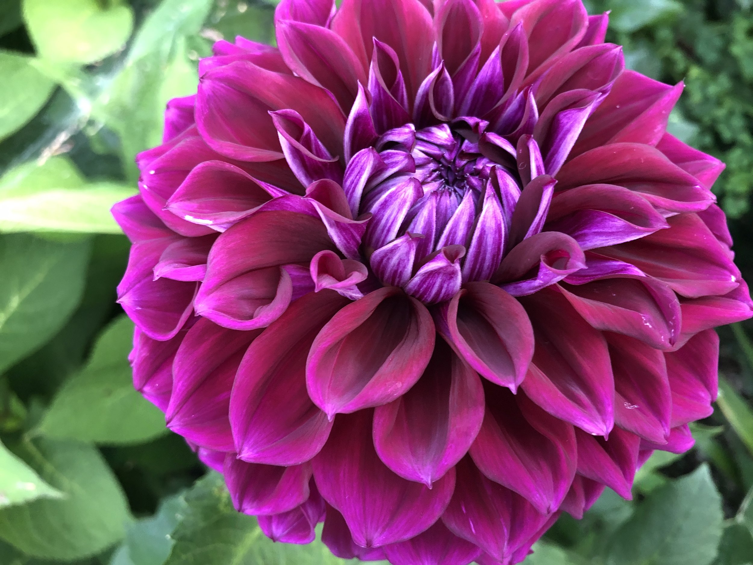 Large Bloom-Dahlias