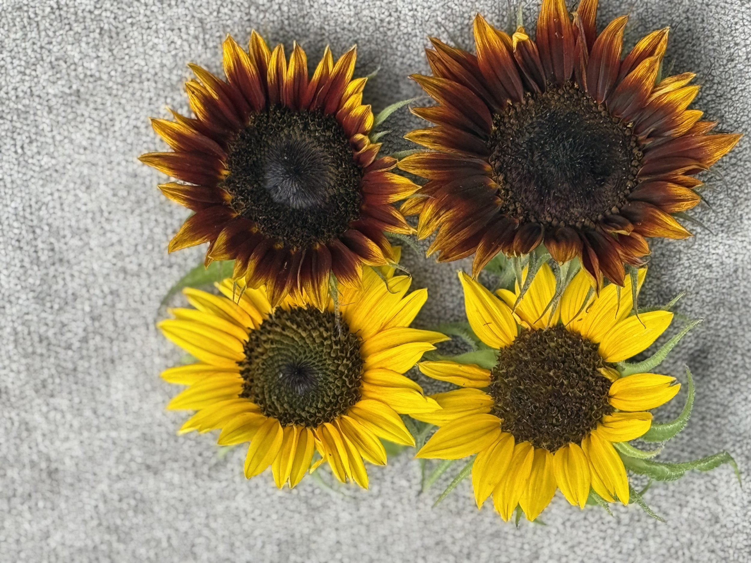Large Bloom-Sunflower