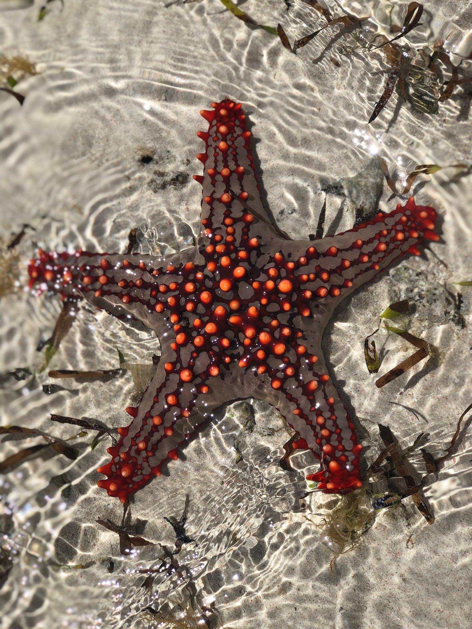 Starfish - Alfajiri adventures
