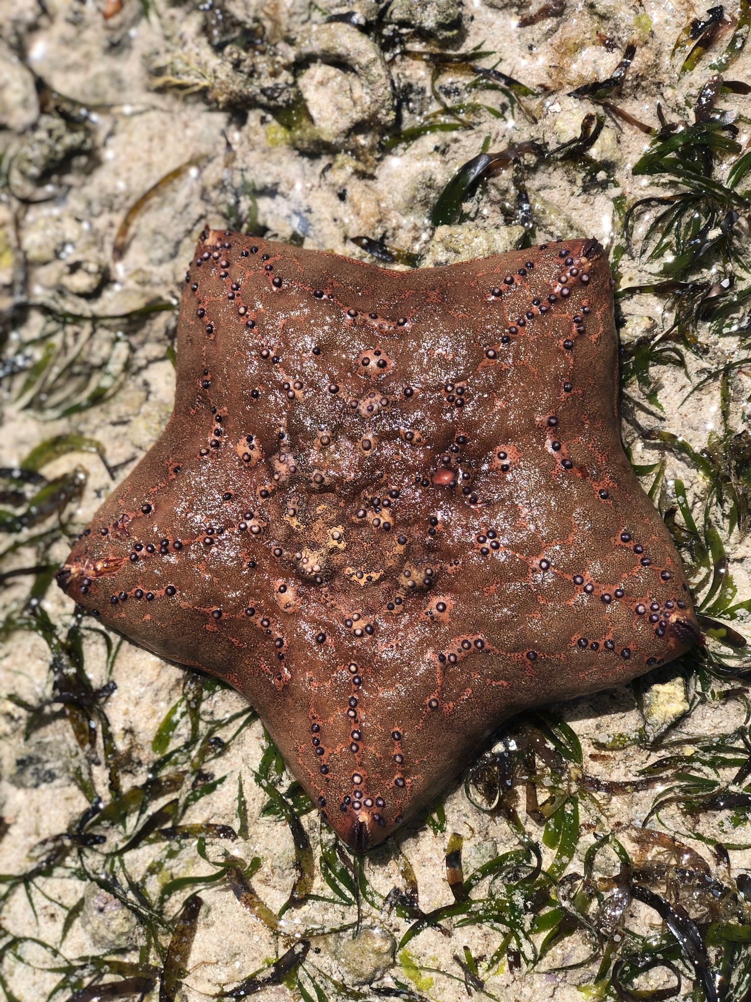 Local Marine Life at Watamu Beach - Alfajiri House & Fishing Kenya