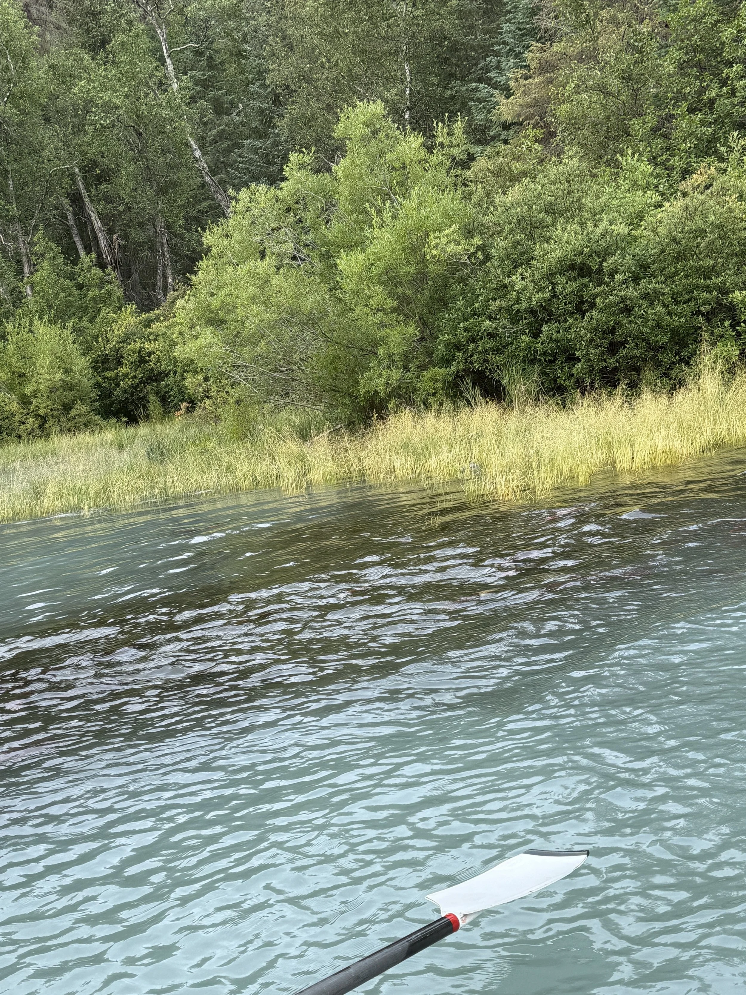 Fresh water creek with salmon on the final leg of their 86 mile journey