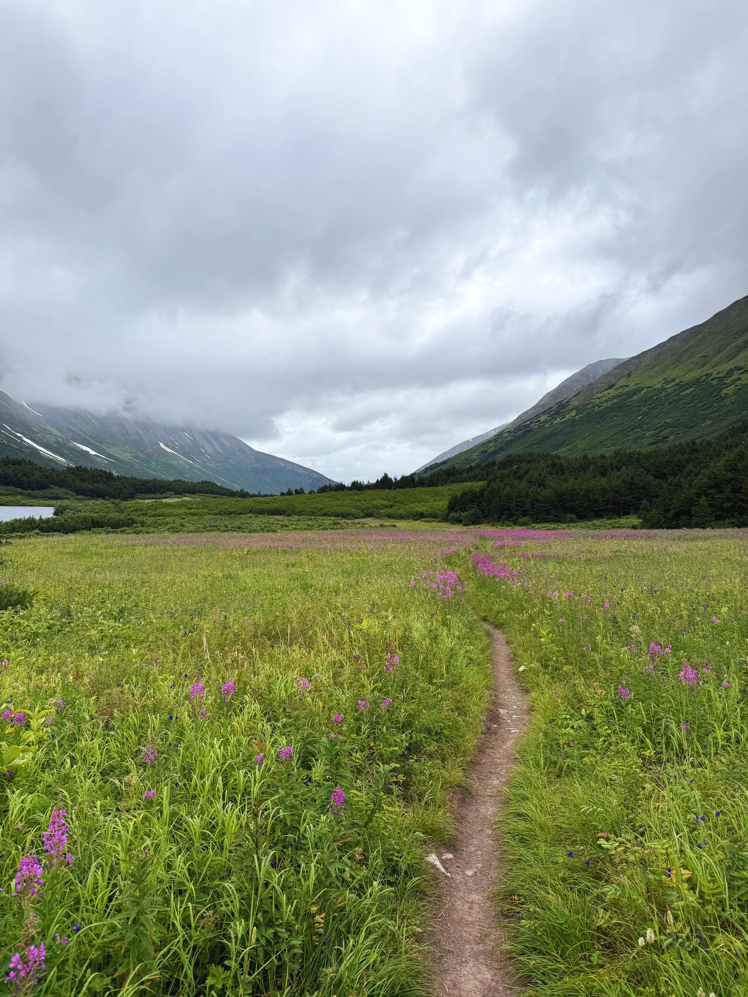 A short hike up to a hanging valley filled with one of our favorites, Fireweed!