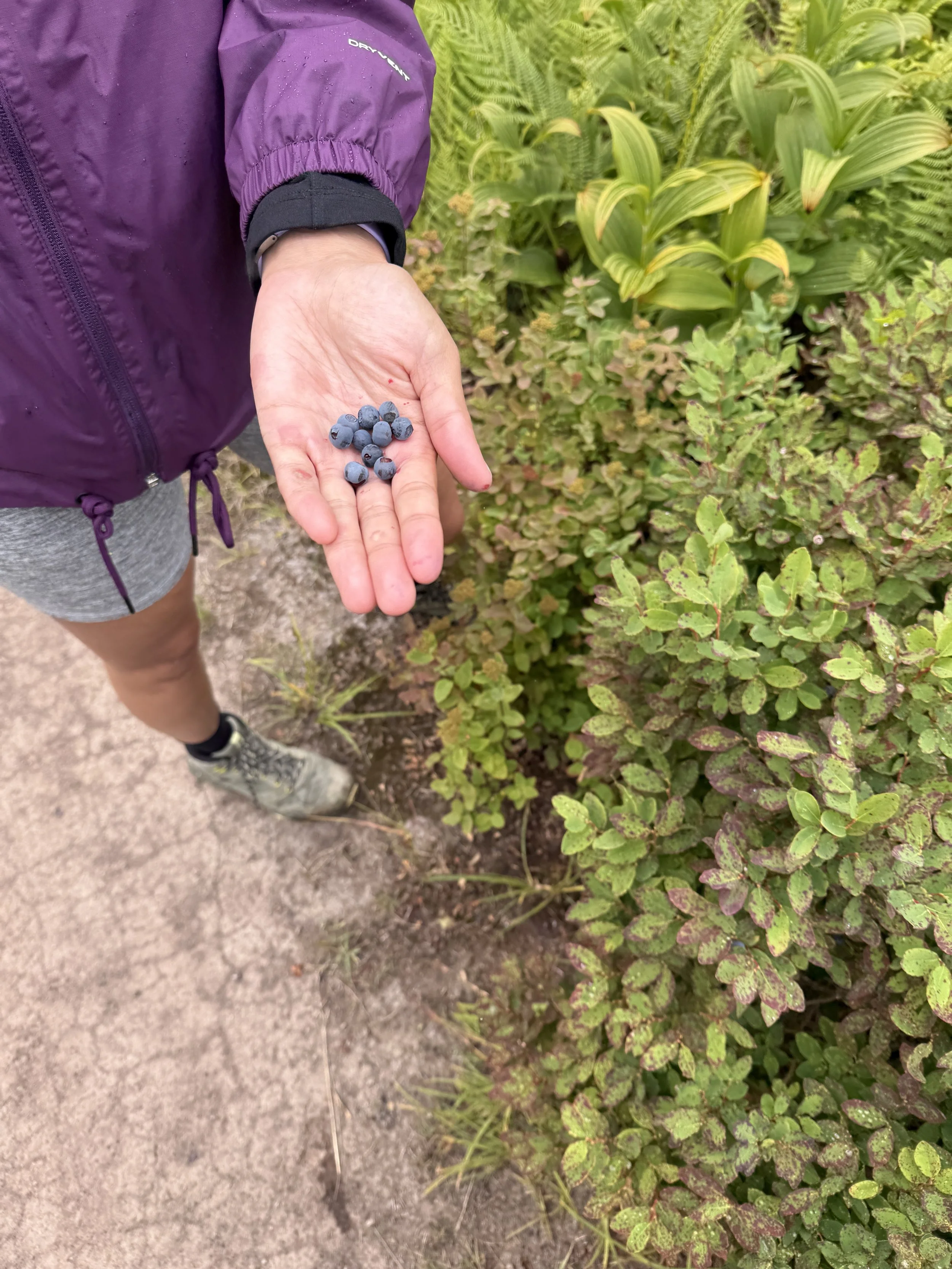 End of July through mid August is a great time for blueberry picking