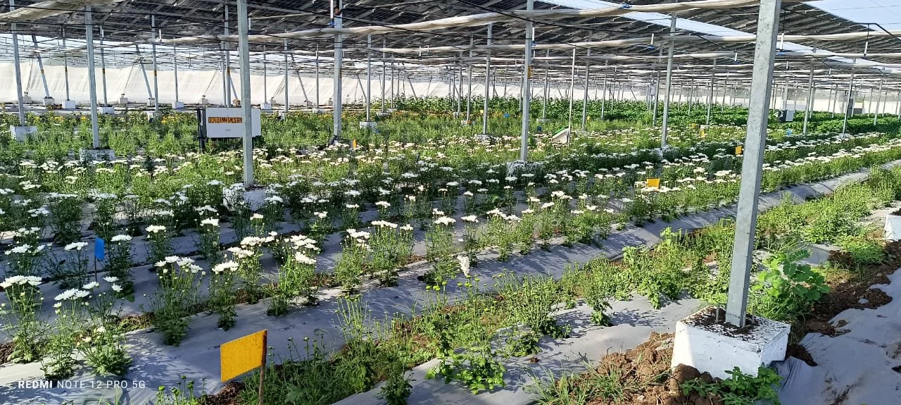 Prototype 1 - First Blooms