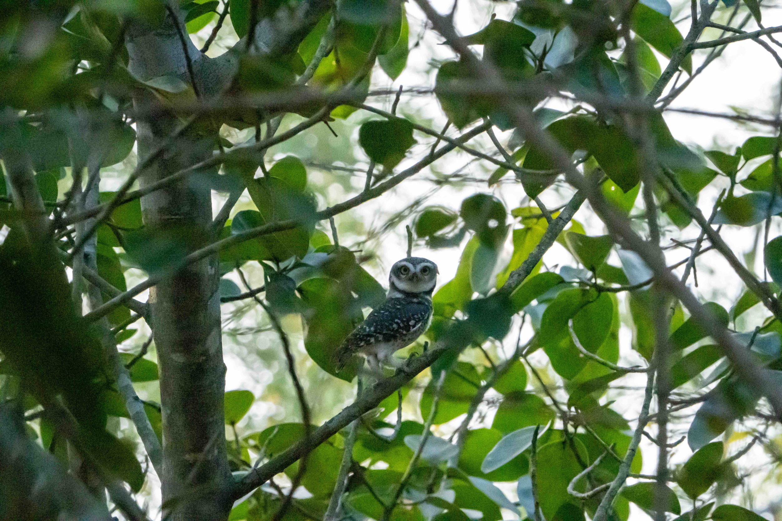 Spotted Owlet [Athene brama]