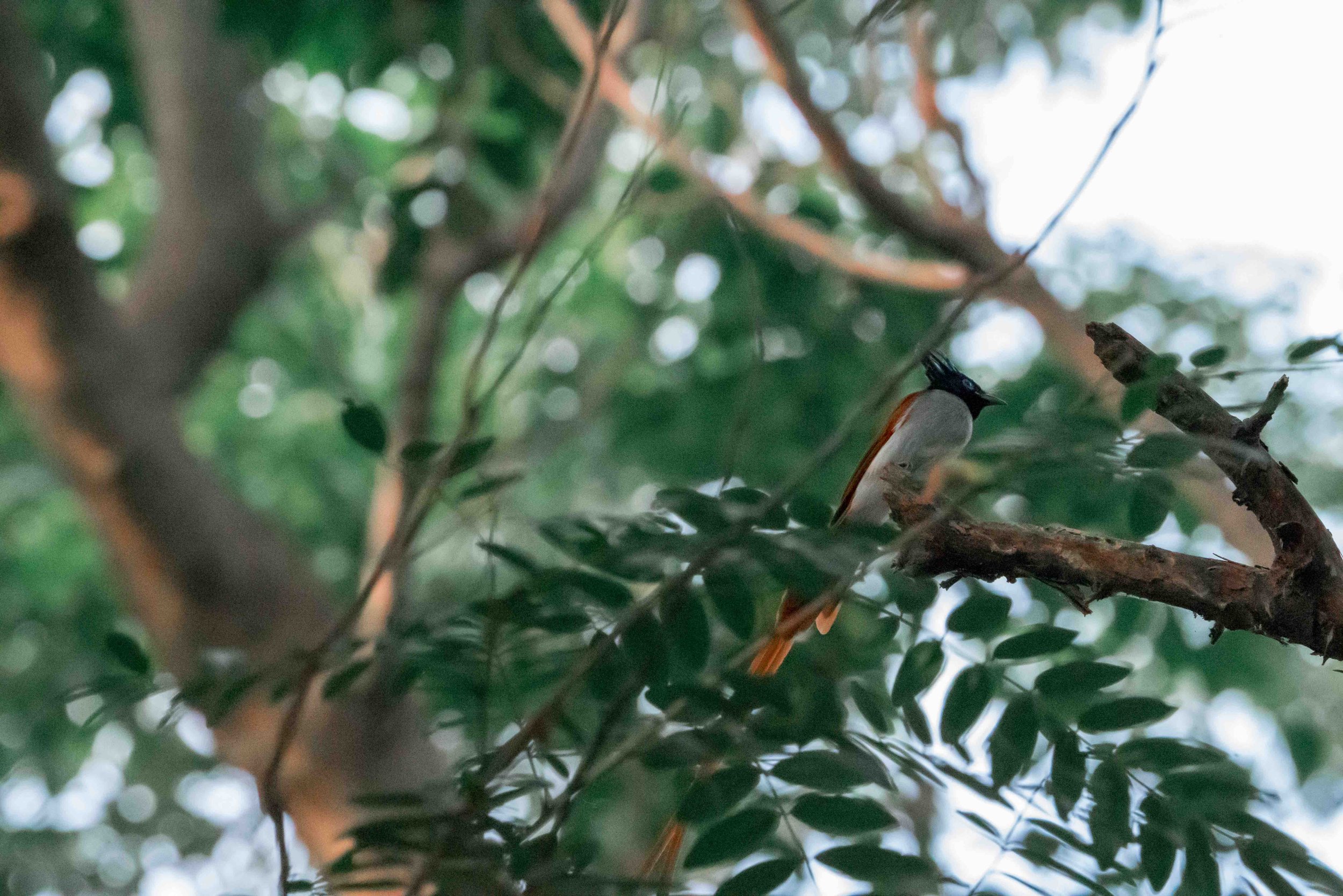 Indian Paradise Flycatcher [Terpsiphone paradisi]