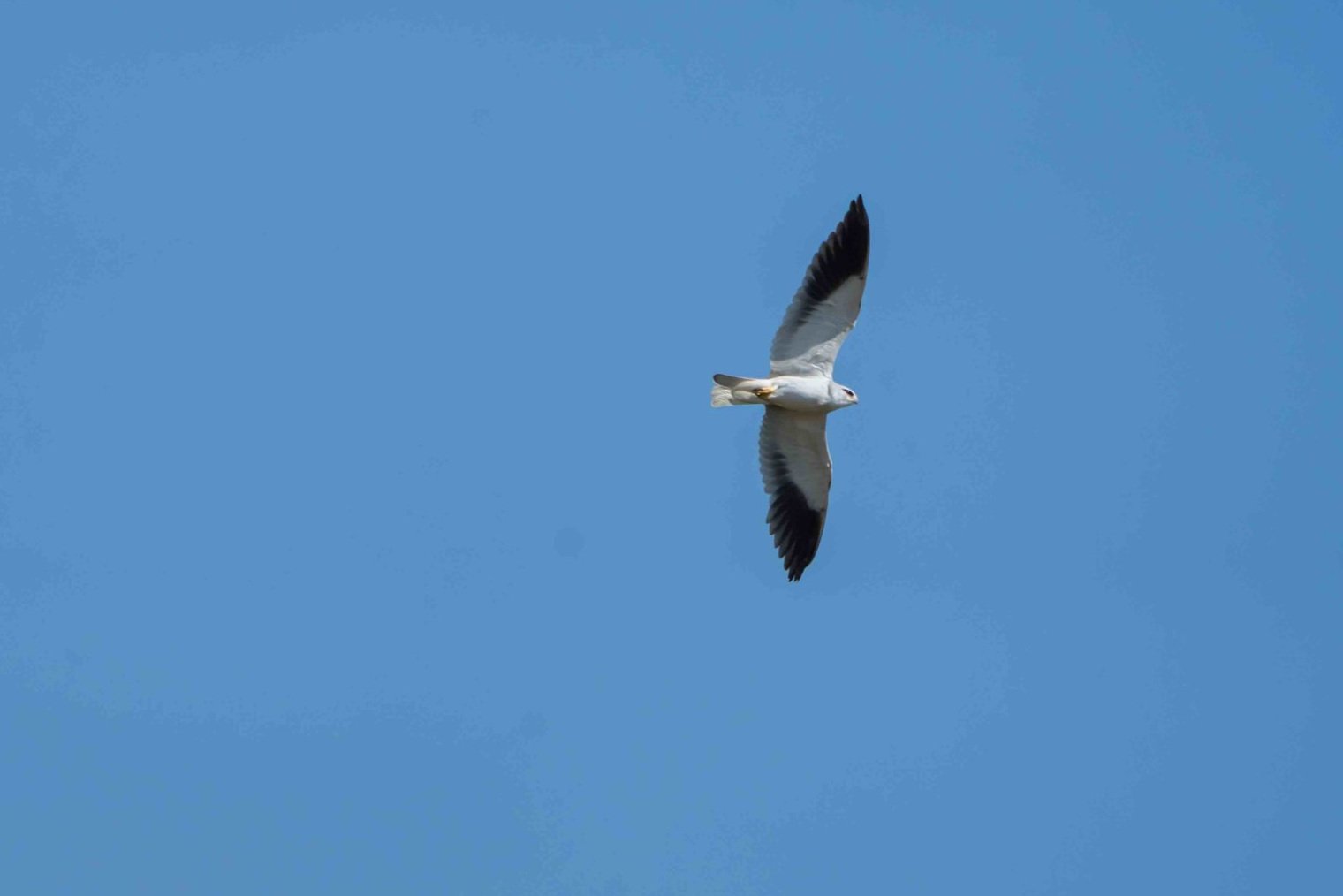 White Tailed Kite [Elanus Leucrus]