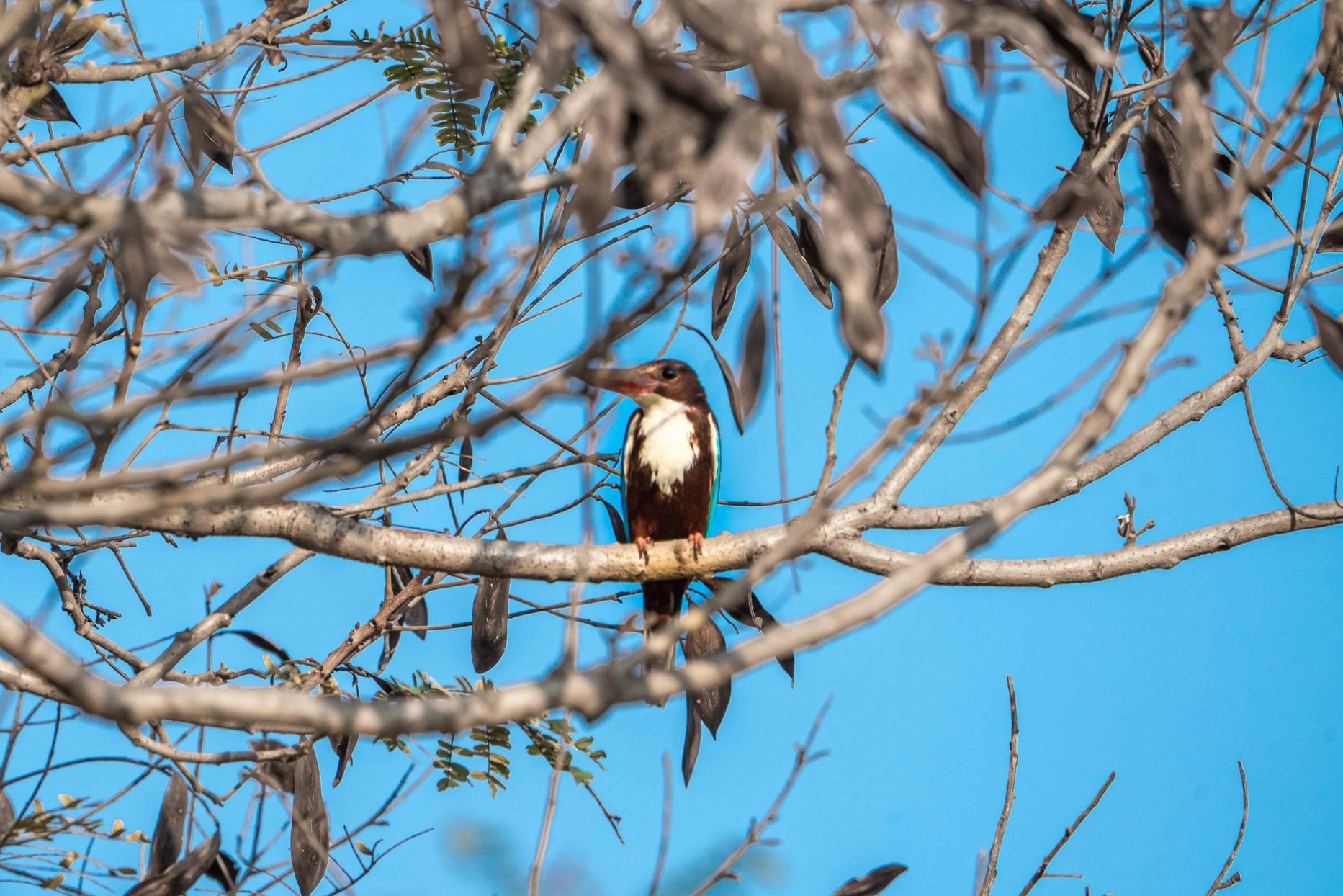 White throated kingfisher [Halcyon smyrnensis]