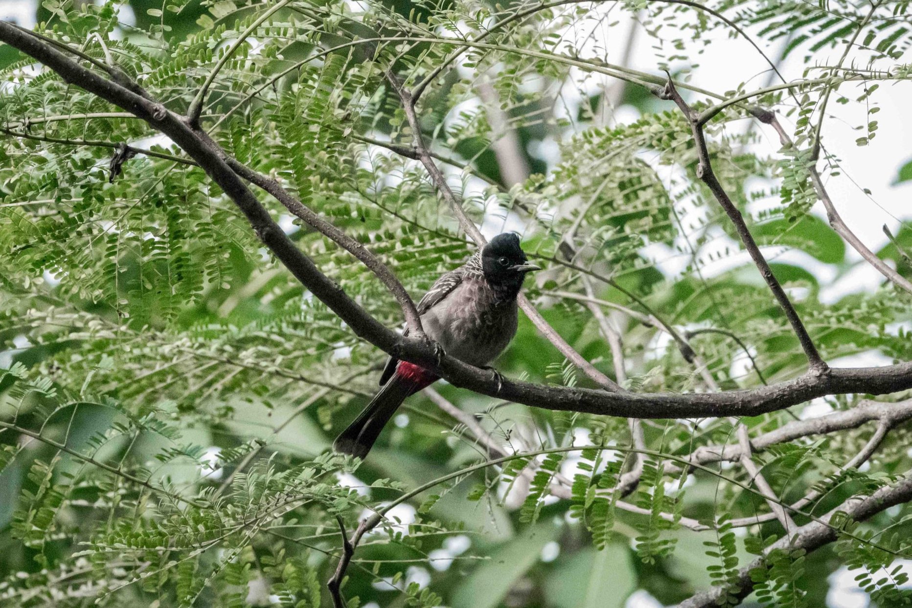 Red vented bulbul [Pycnonotus cafer]