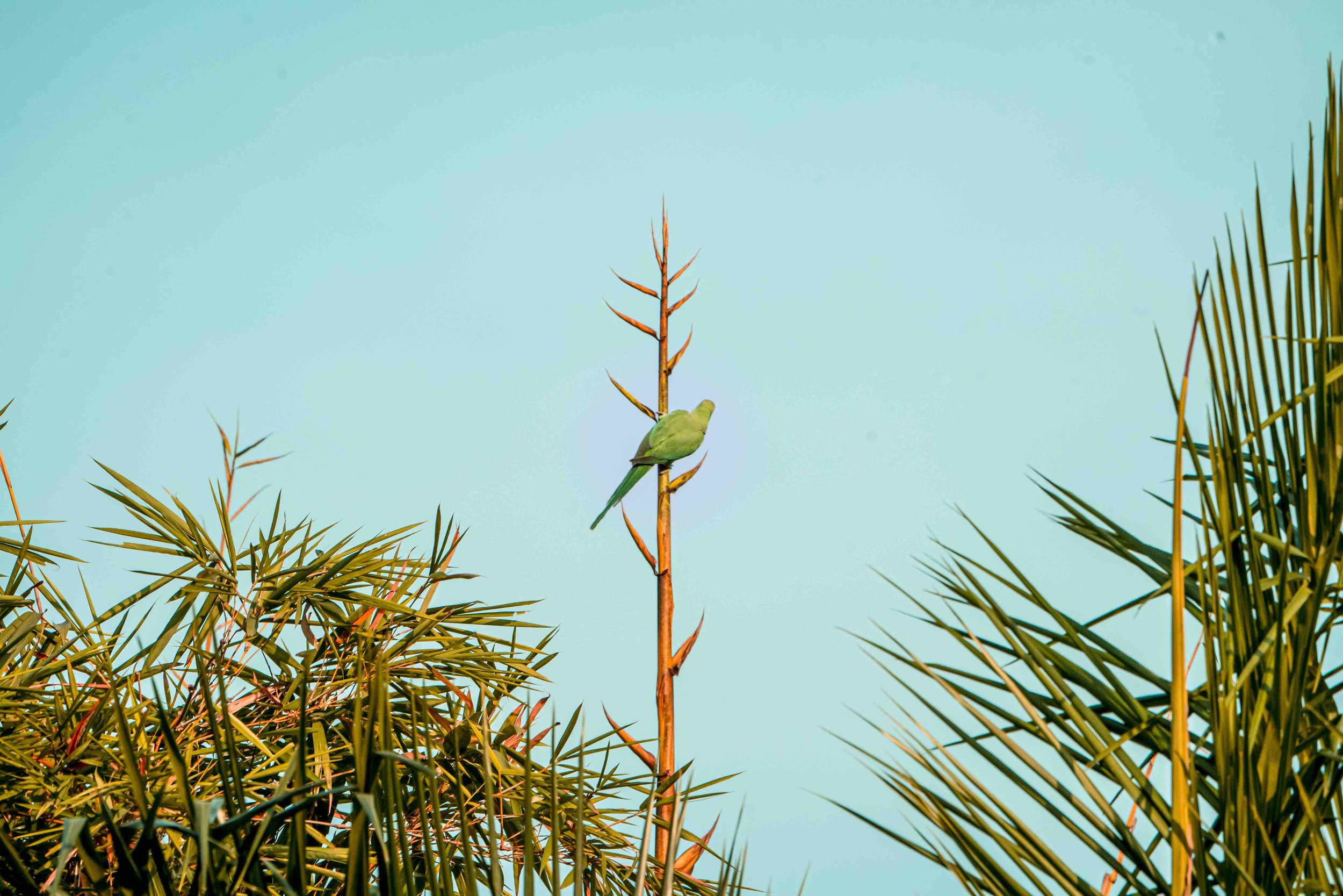 Rose ringed parakeet [Psittacula krameri]