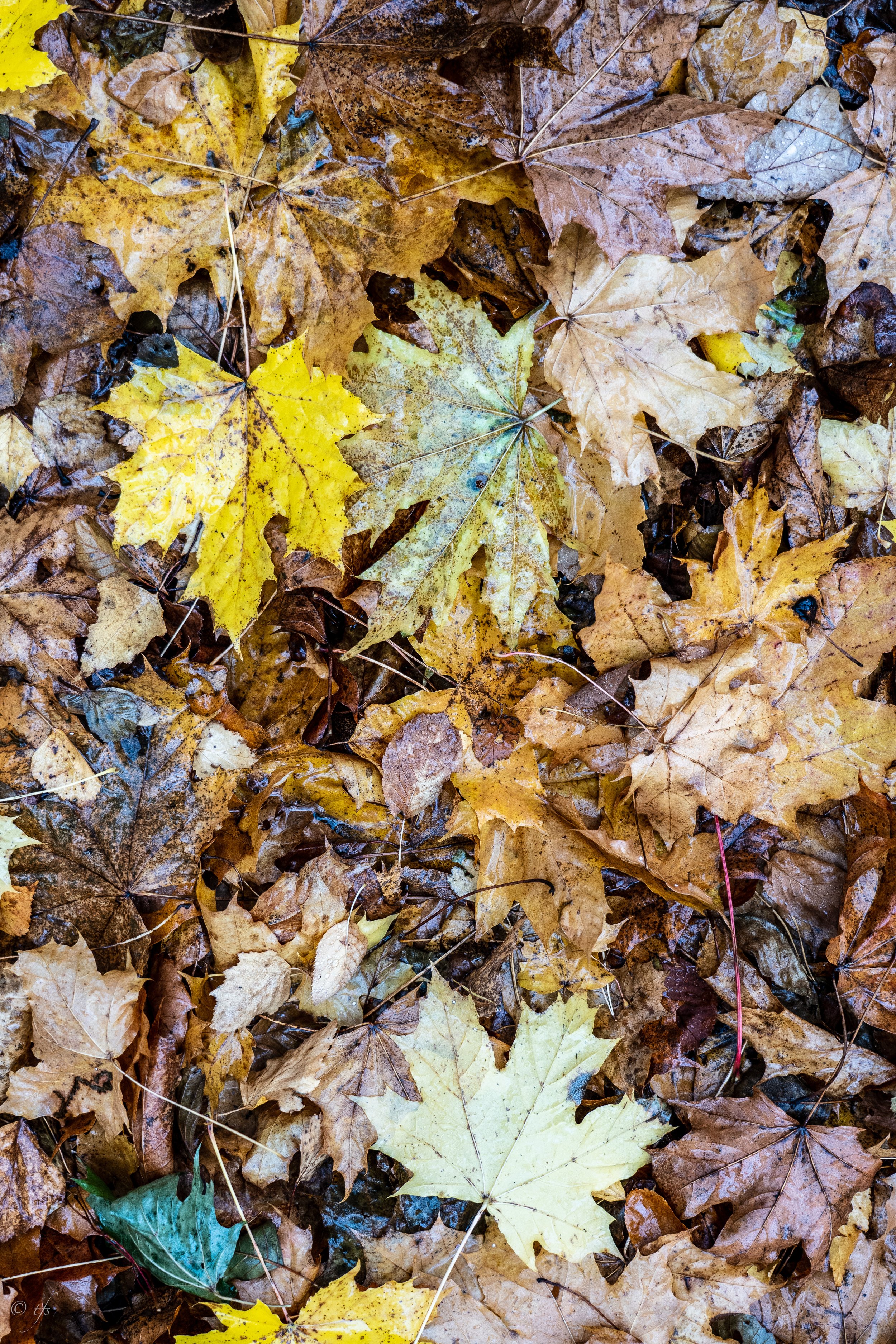 finlandwebsite-39.jpg