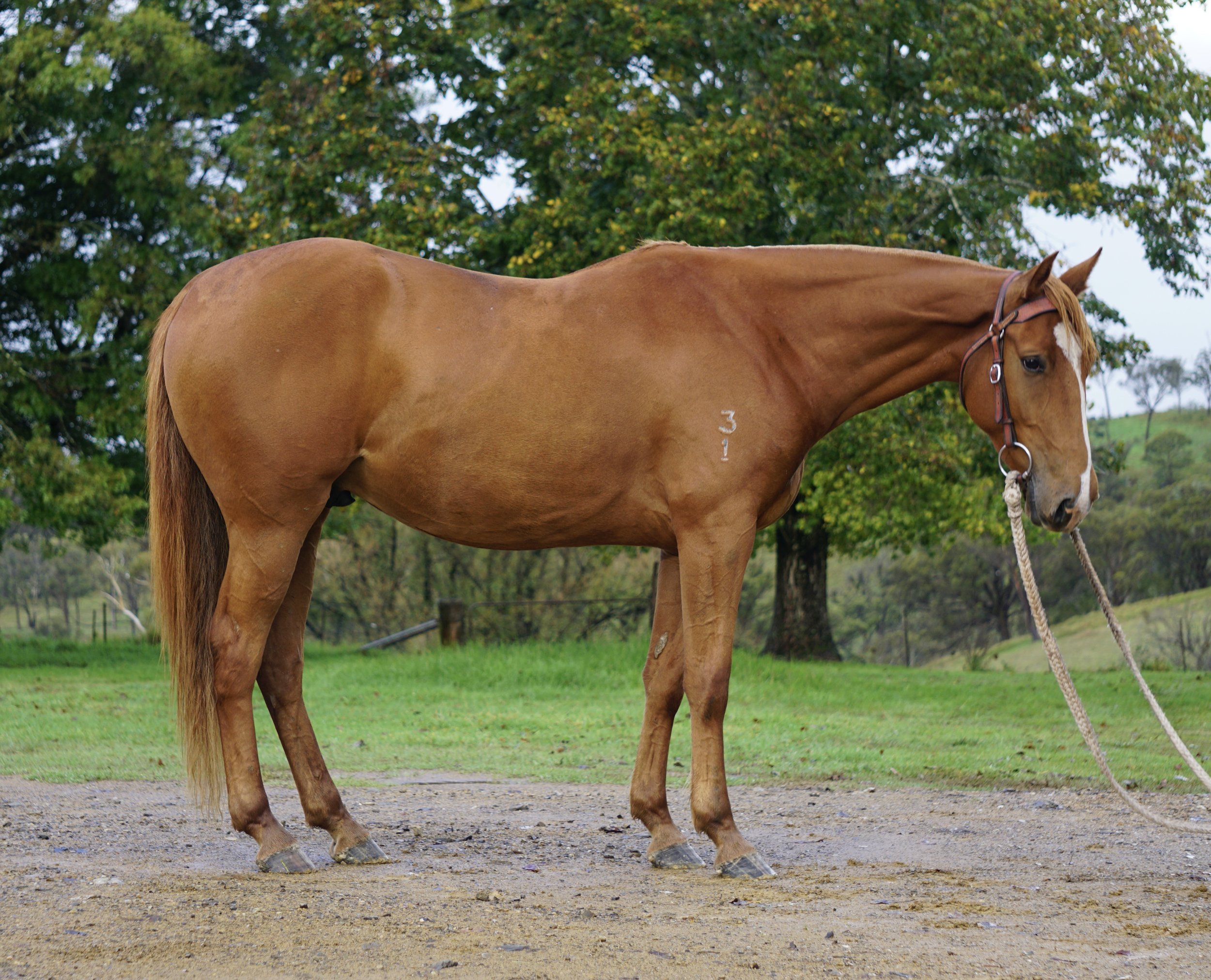 Lot 28 TRAVERS TENNESSEE.jpeg