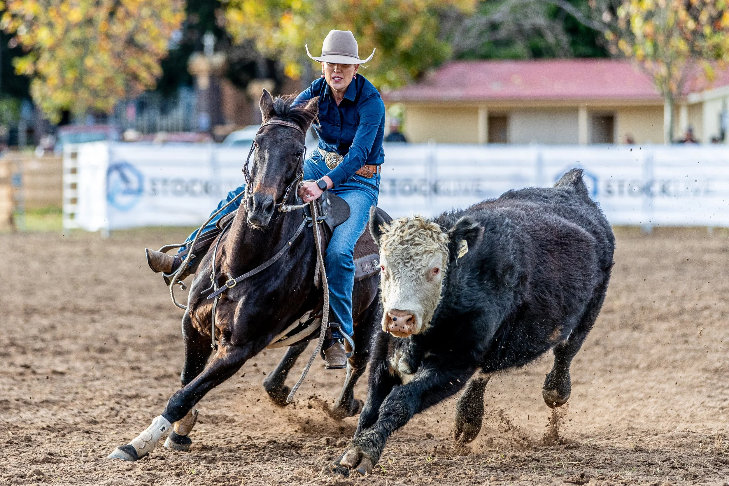 Campdraft & Challenge — Epic Horse Sale