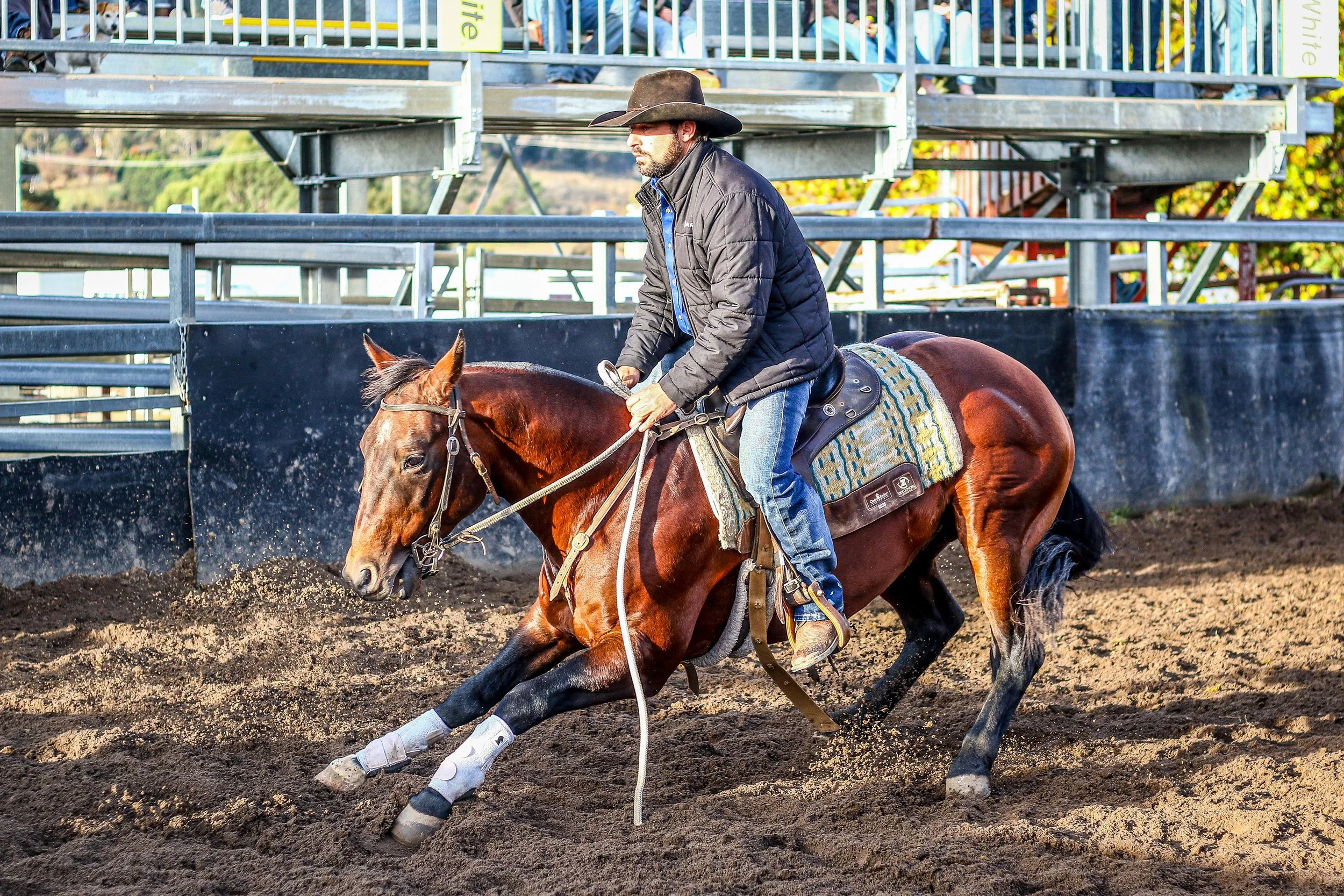 Campdraft — Epic Horse Sale