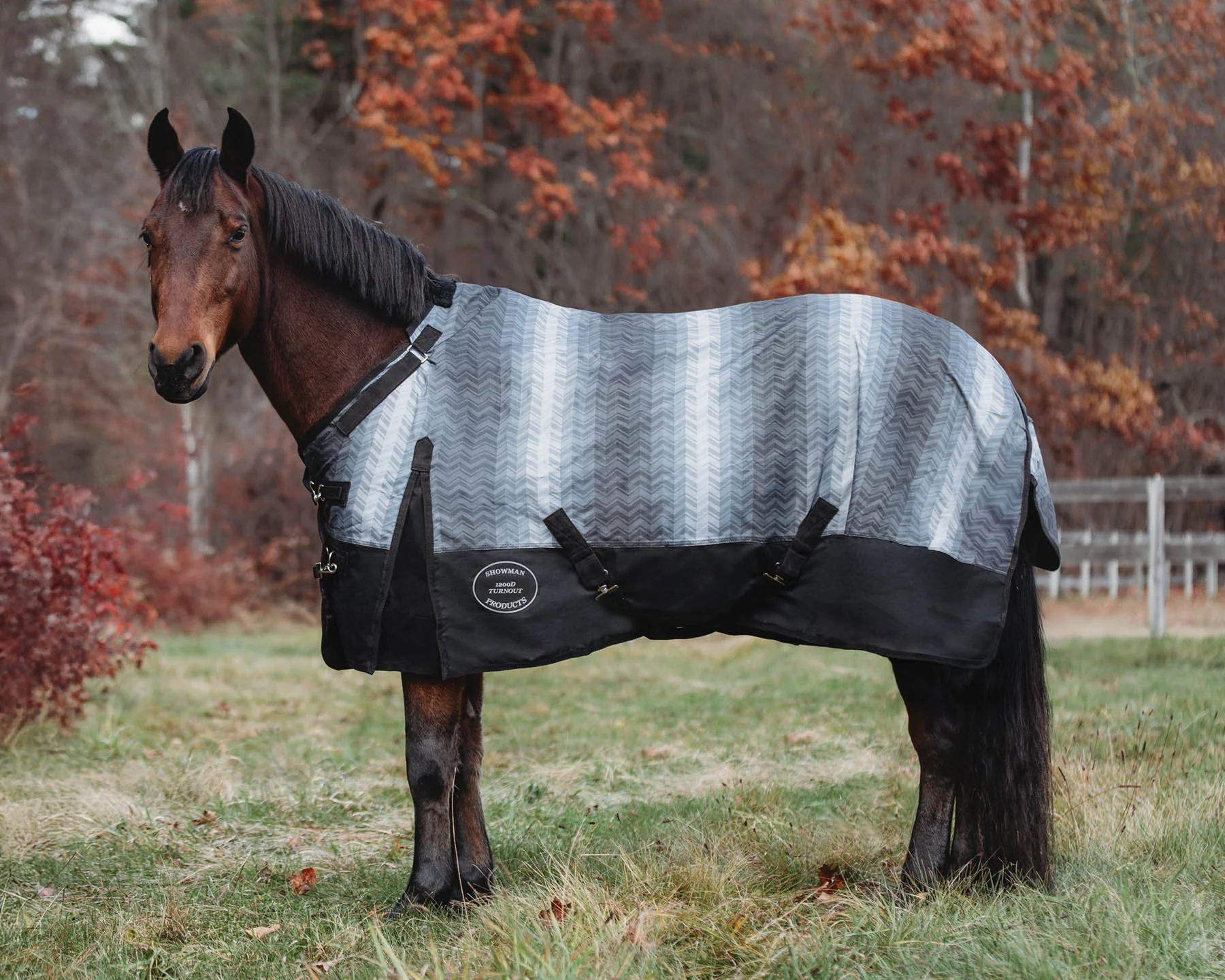 0241379009_S25 TO_gray chevron_horse_side.jpg