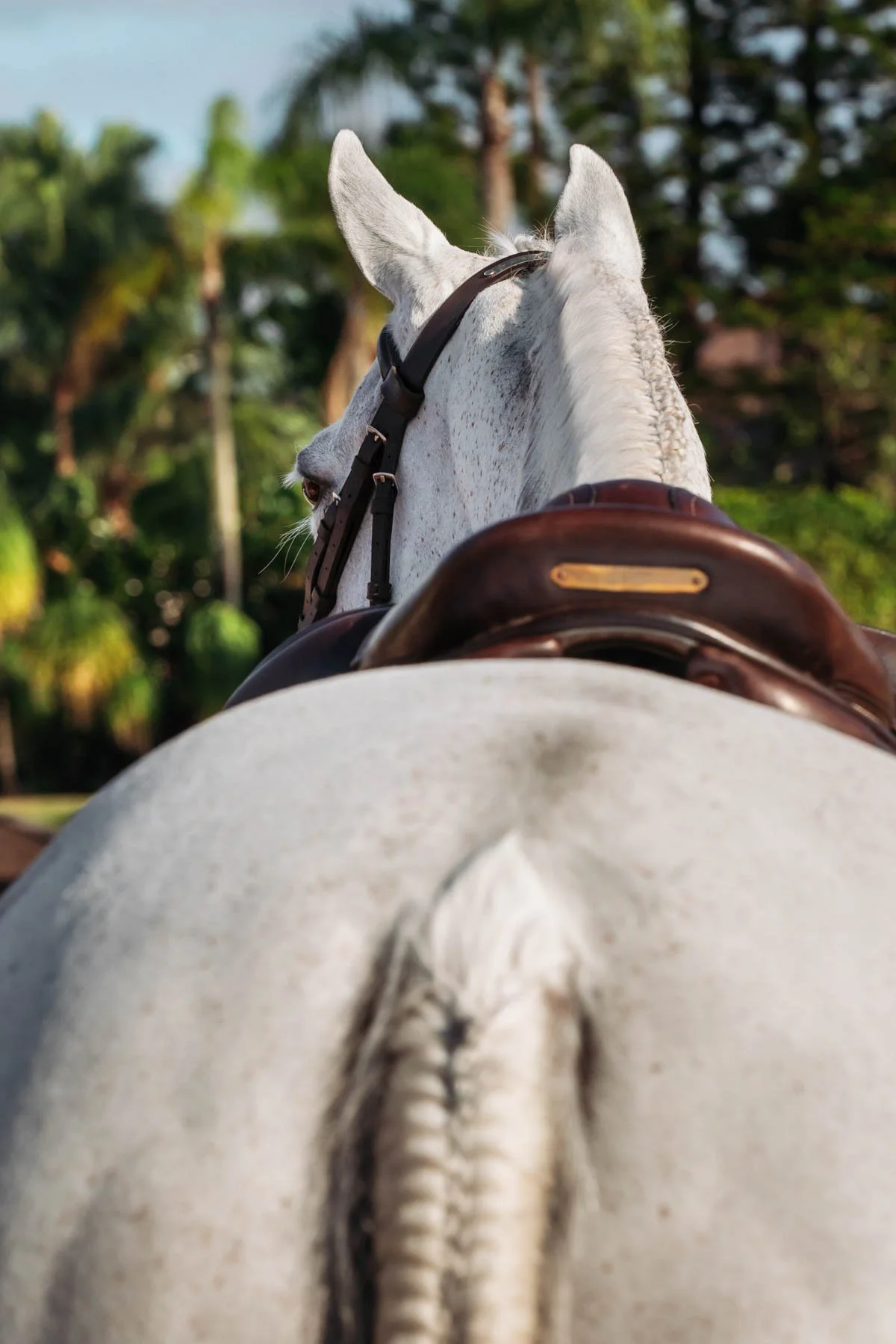 IM-Horse_S25_braided pony.jpg