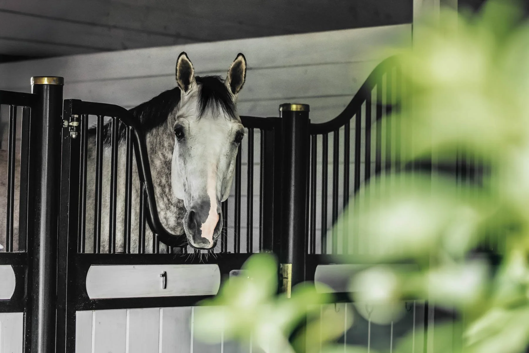 IM-Rider_F25_lifestyle_horse 1.jpg