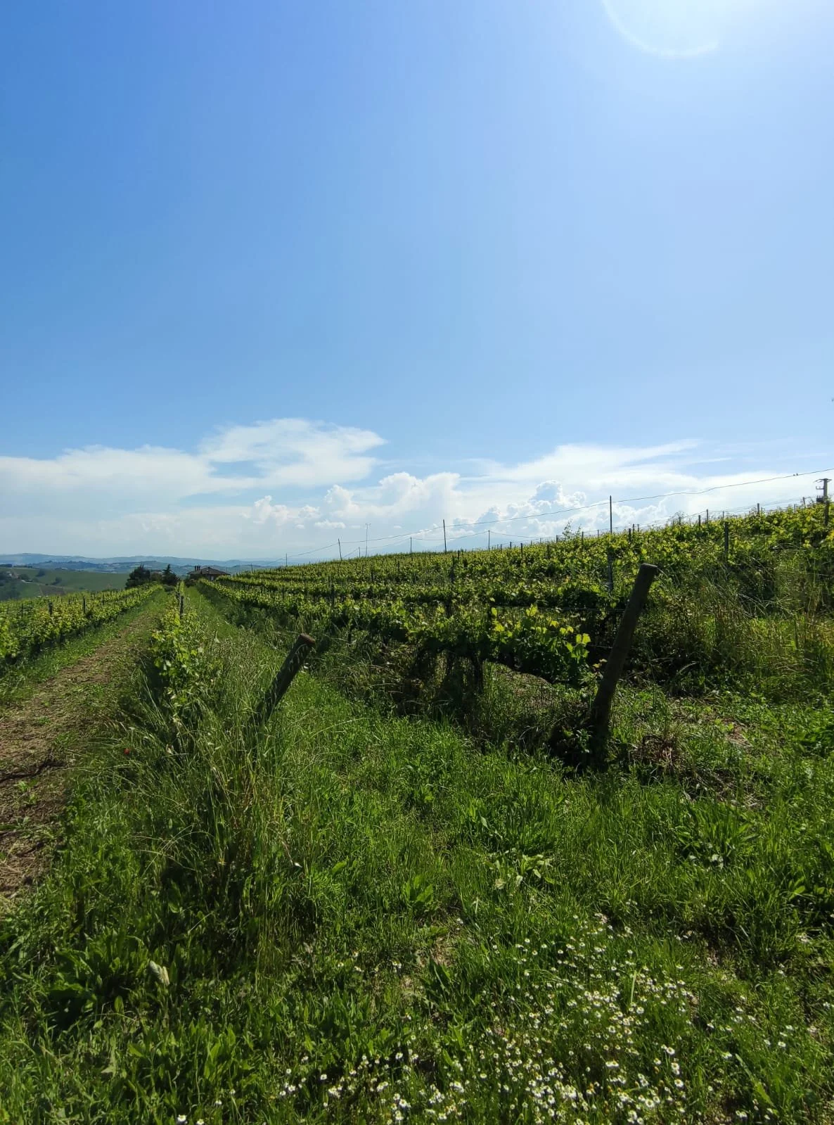 Immagine WhatsApp 2023-07-29 ore 11.42.06.jpg