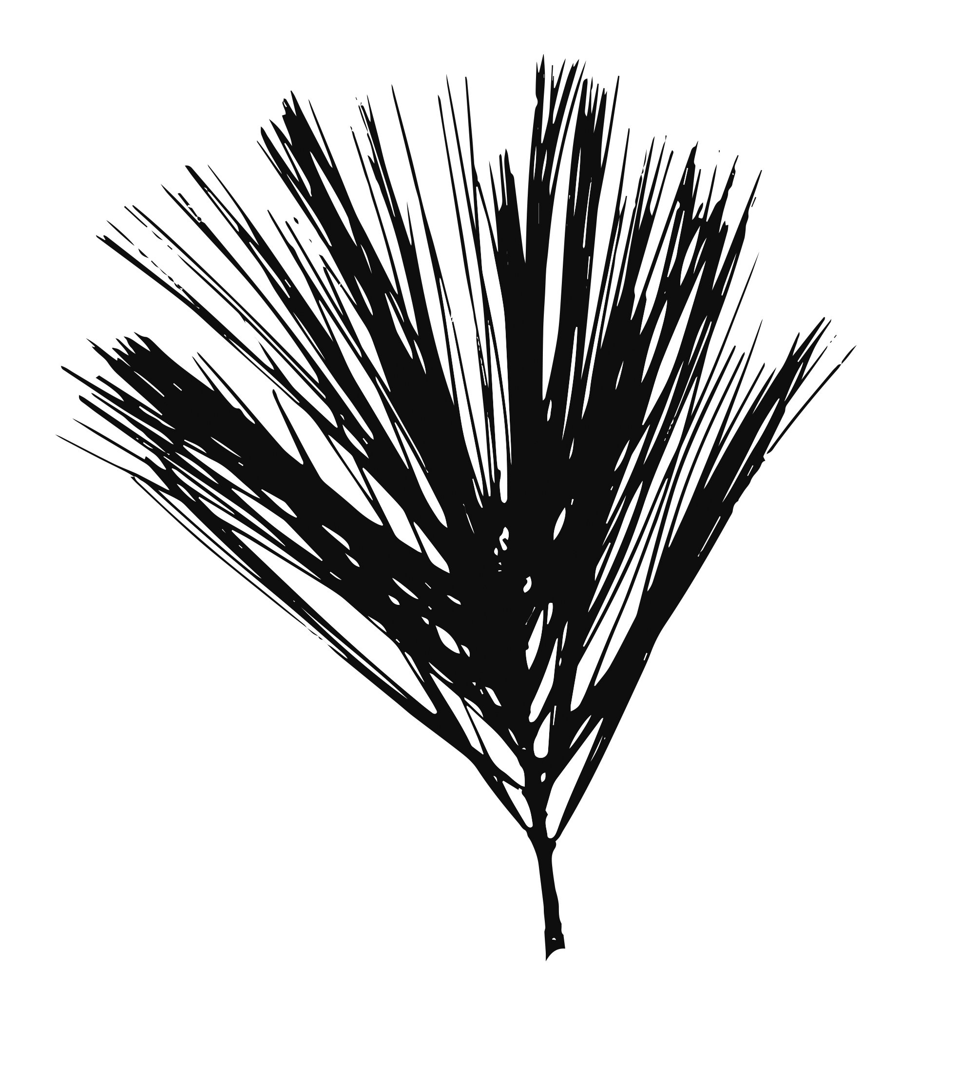 pine_needle_splay.jpg