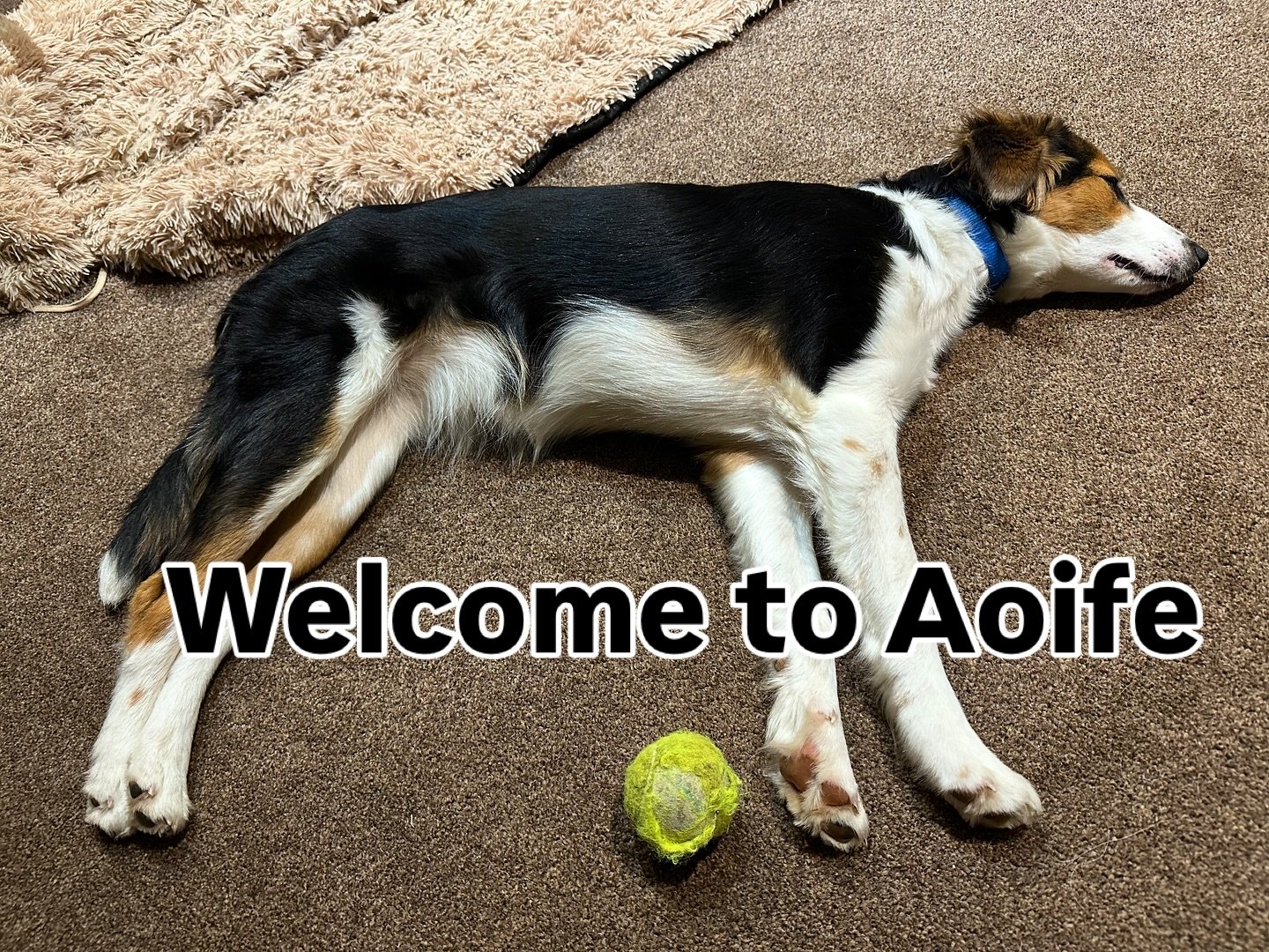 What an oil painting she is.

Aoife has flown from Iceland to the Faroe Islands then on to Edinburgh to come and live in the Cotswolds. We looked after her dad 2 years ago (Tip Toes) as he flew to Iceland to work on a sheep farm and he loves his job 