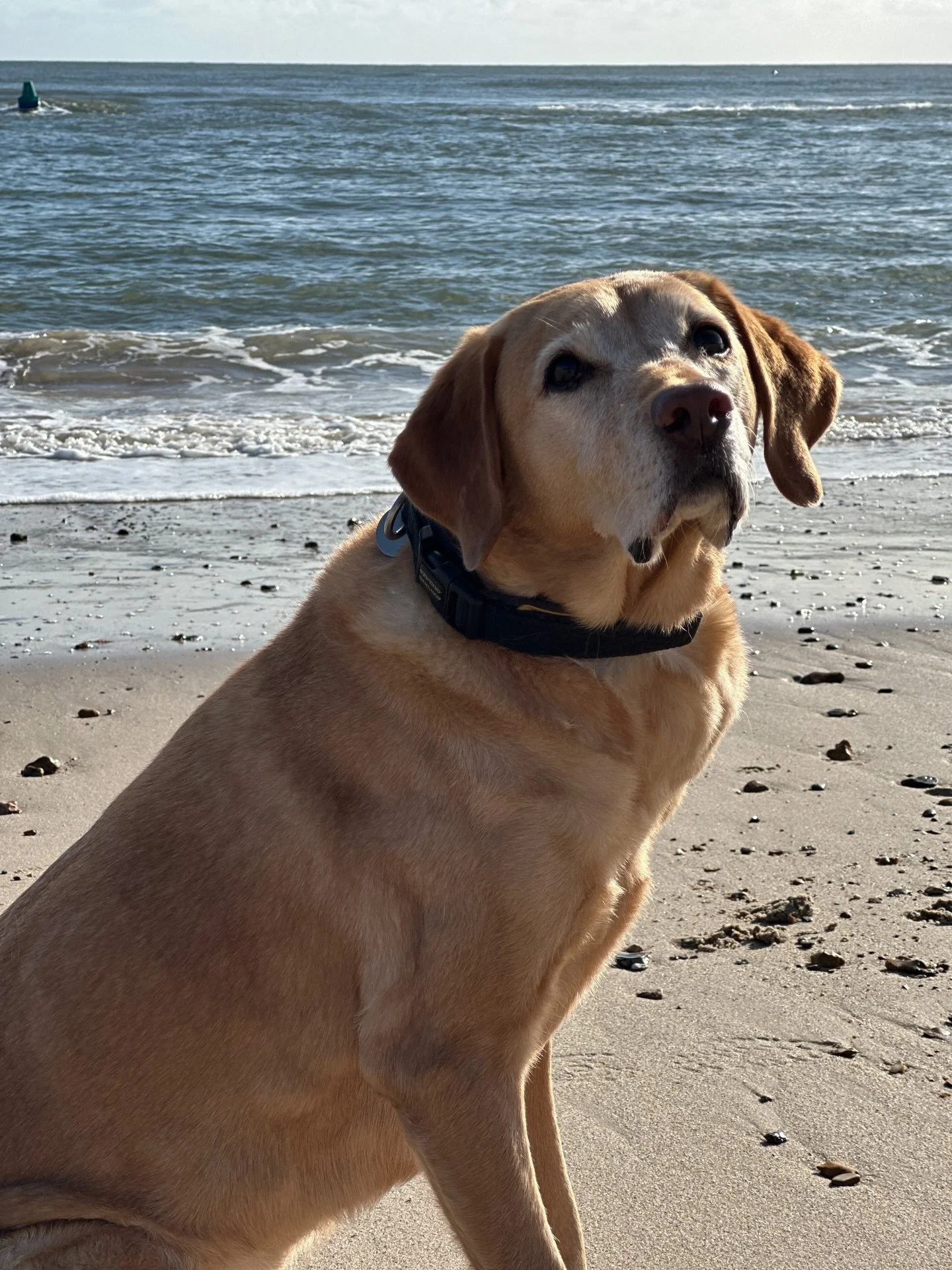 The words I&rsquo;ve never wanted to put on the page&hellip; a few days ago we said goodbye to our beautiful Biscuit. We are completely heartbroken &amp; feel like our family unit has lost a uniquely special soul.
We&rsquo;ve always been the three mu