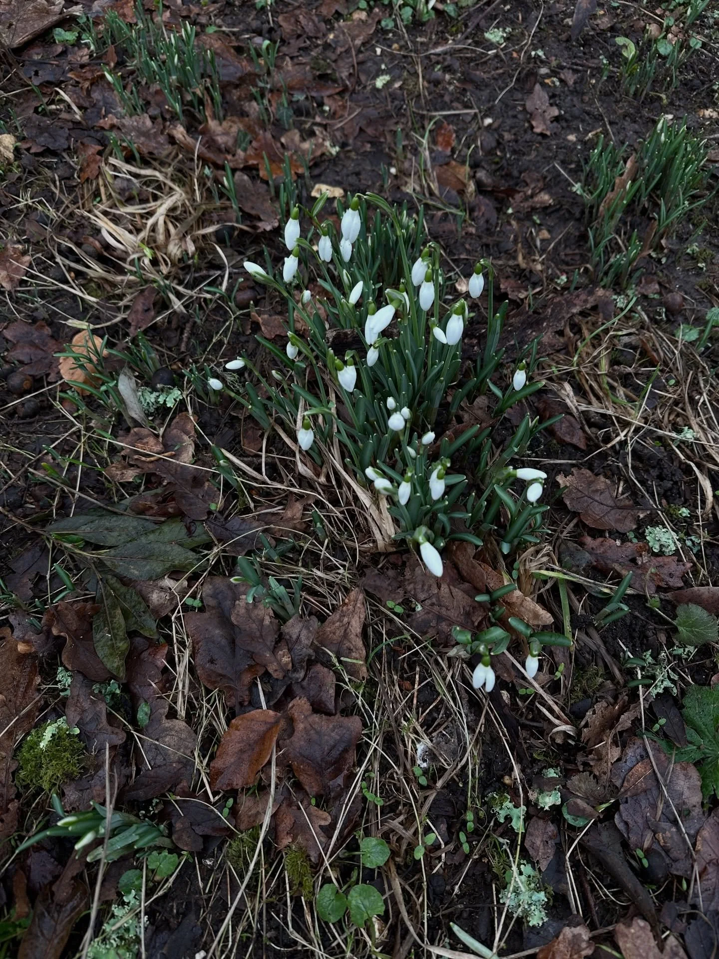 Over halfway through January and collating a few moments of joy&hellip;
1 First snowdrops hiding in the forest
2 Used up the stem ginger from Christmas - this is a GOOD ginger cake - let me know if you want the recipe and I&rsquo;ll send a link
3 Sun