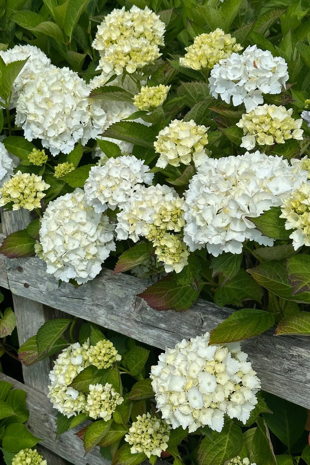 the mood for summer 2025