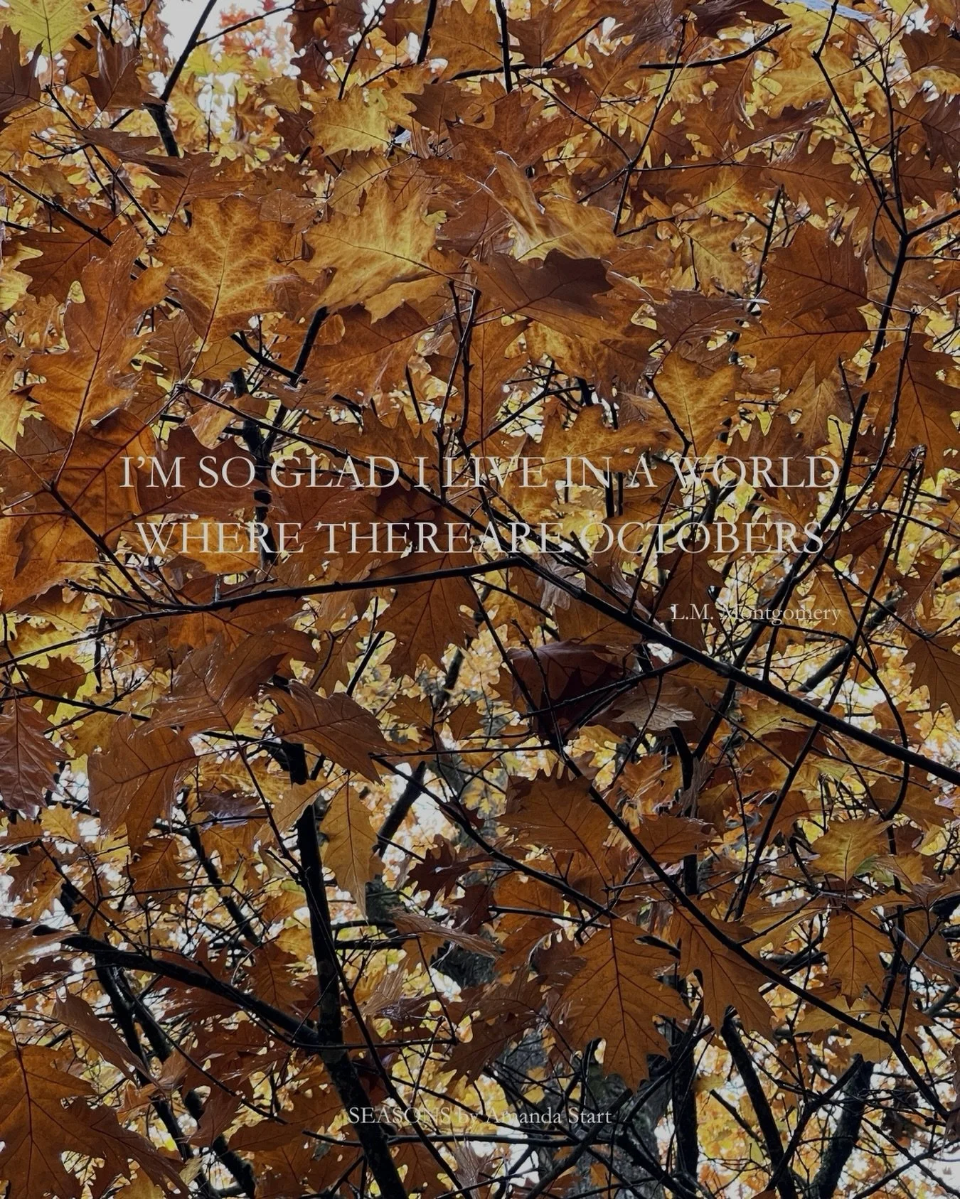 Wishing for crisp golden days, noticing some of nature&rsquo;s most beautiful transformations and gathering armfuls of mini pumpkins 🍁 Happy October! 🍂 ✨ 🤎

October mood, seasonal living, autumn, slow moments, Seasons by Amanda Start, everyday bea