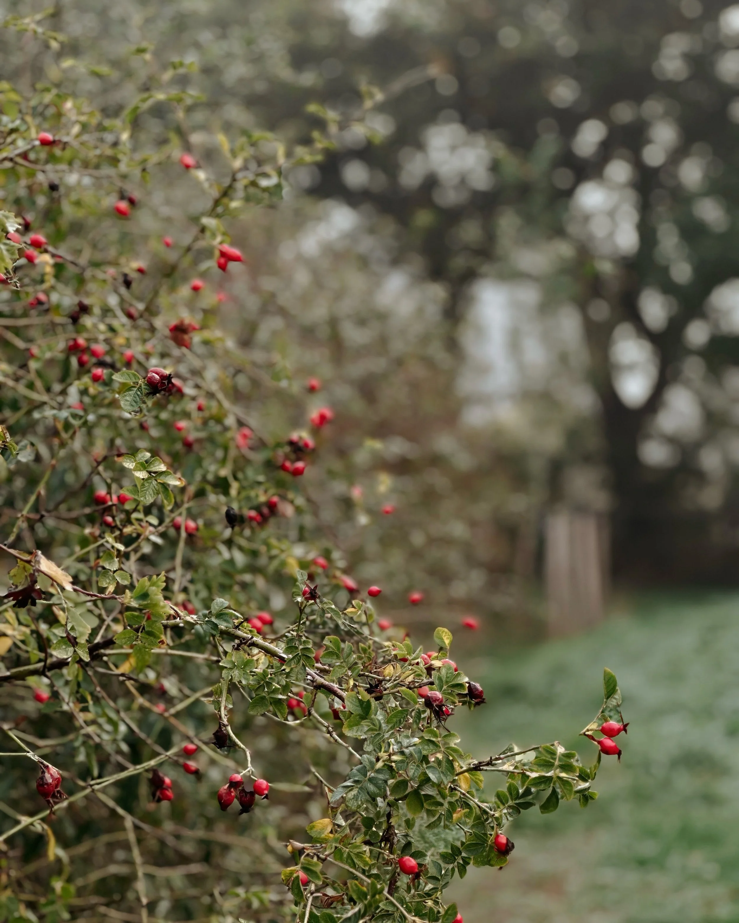 Rooted in the seasons 🍂 Some of the best moments are the unplanned ones. Sitting in bed with a 7:00am cup of tea whilst watching the mist float across the roofs, I realised how much I needed to be outside. 

Ten minutes later, bundled up - because t