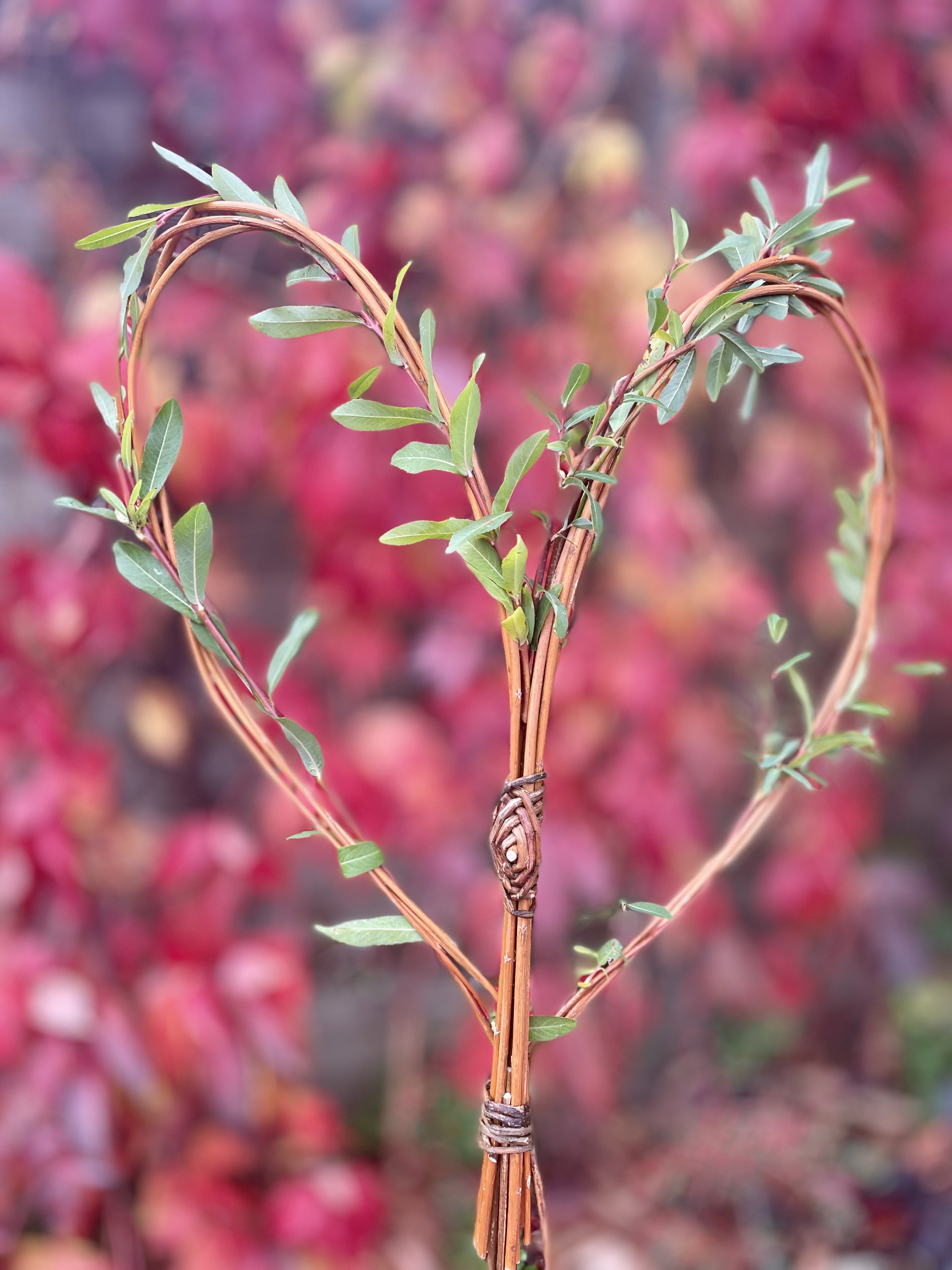 Living willow workshop 15 March 10am