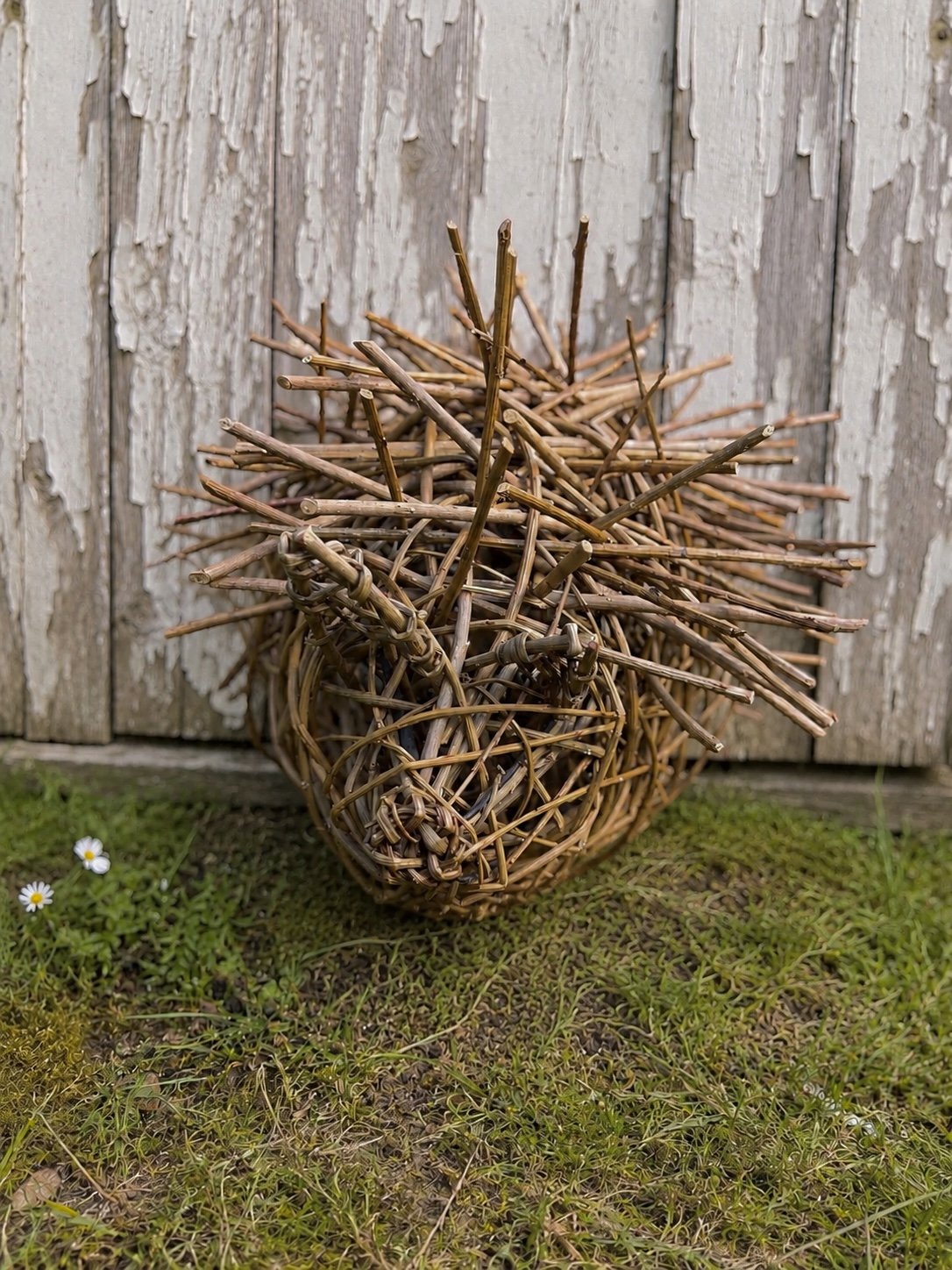 Willow Hedgehog