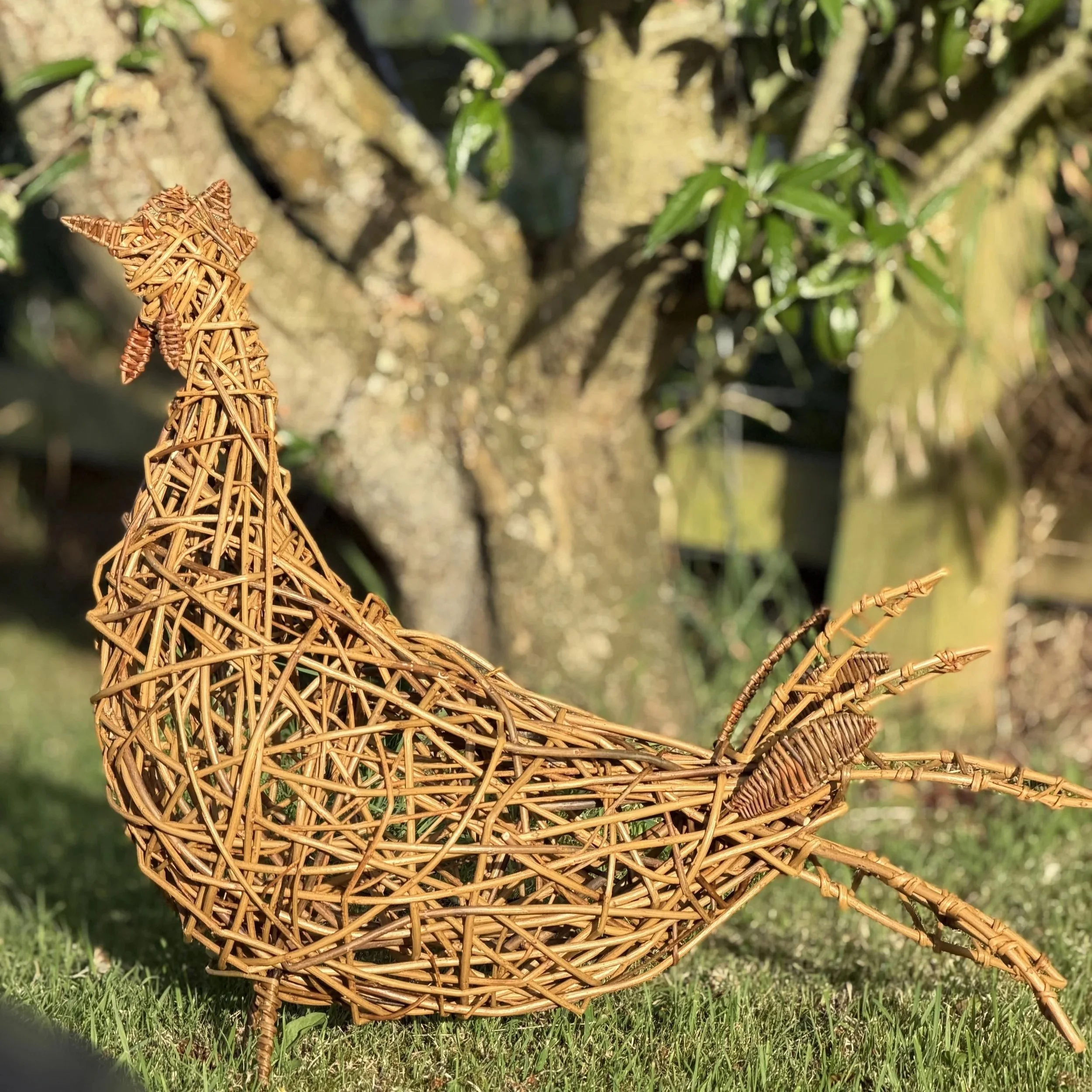 willow+cockerel+yellow.jpg