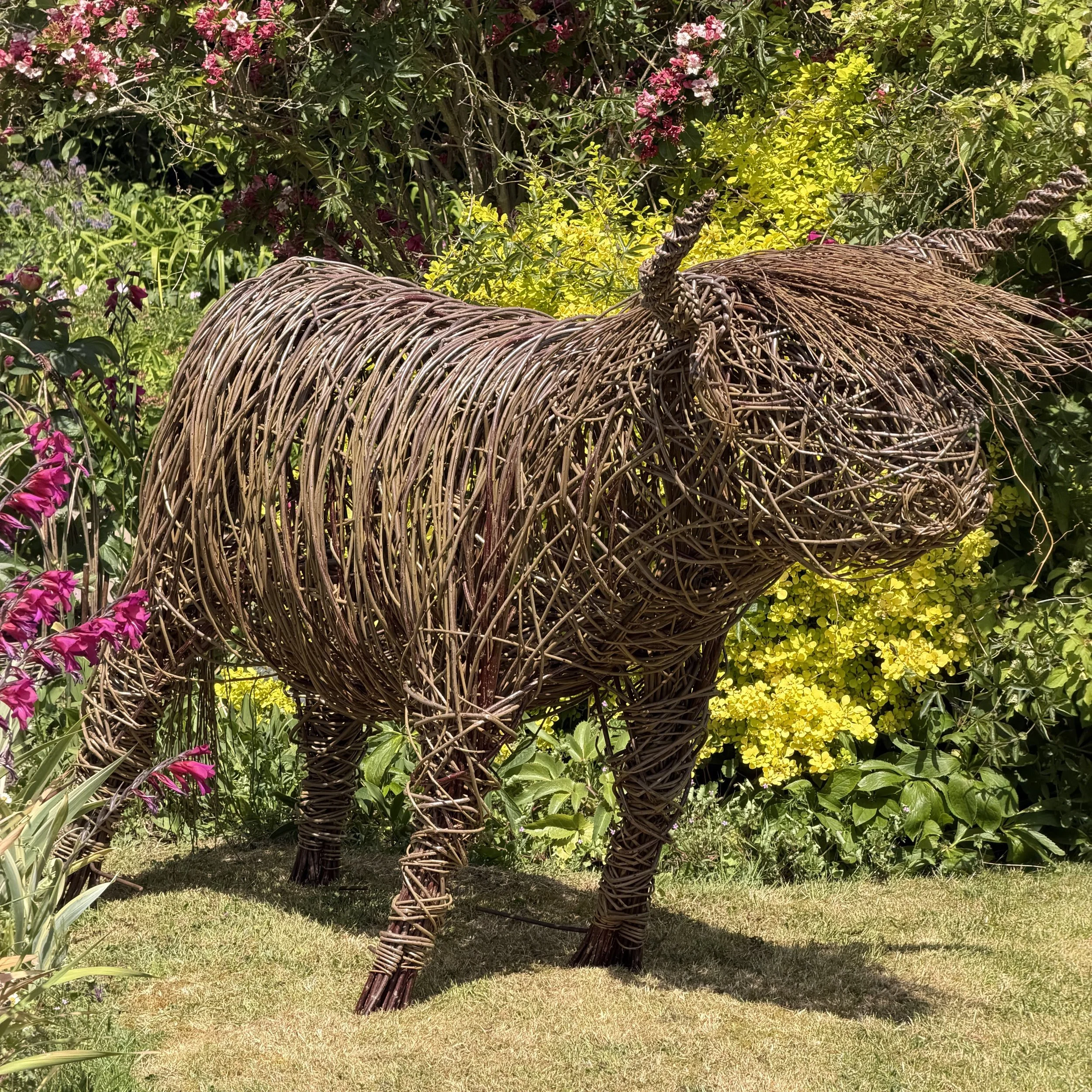 willow higland cow square.jpeg