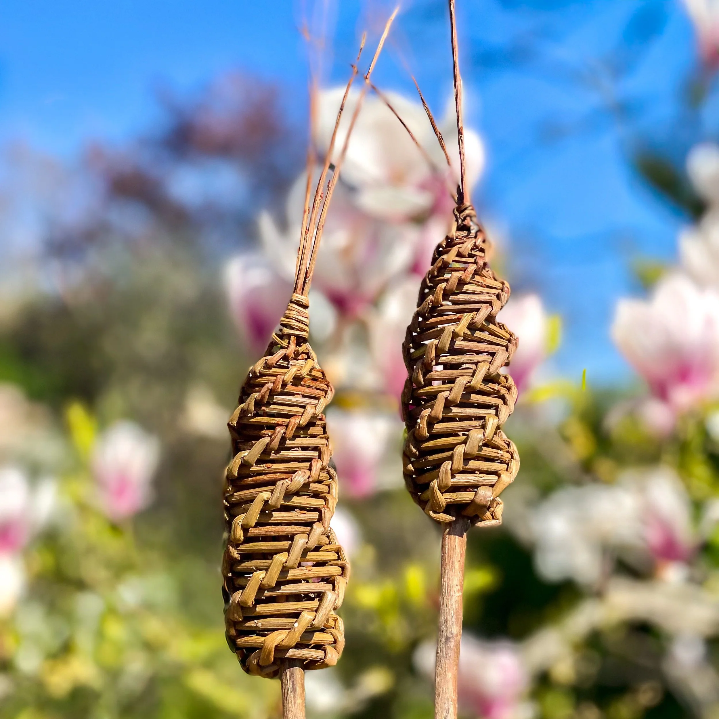 willow bullrush.jpg