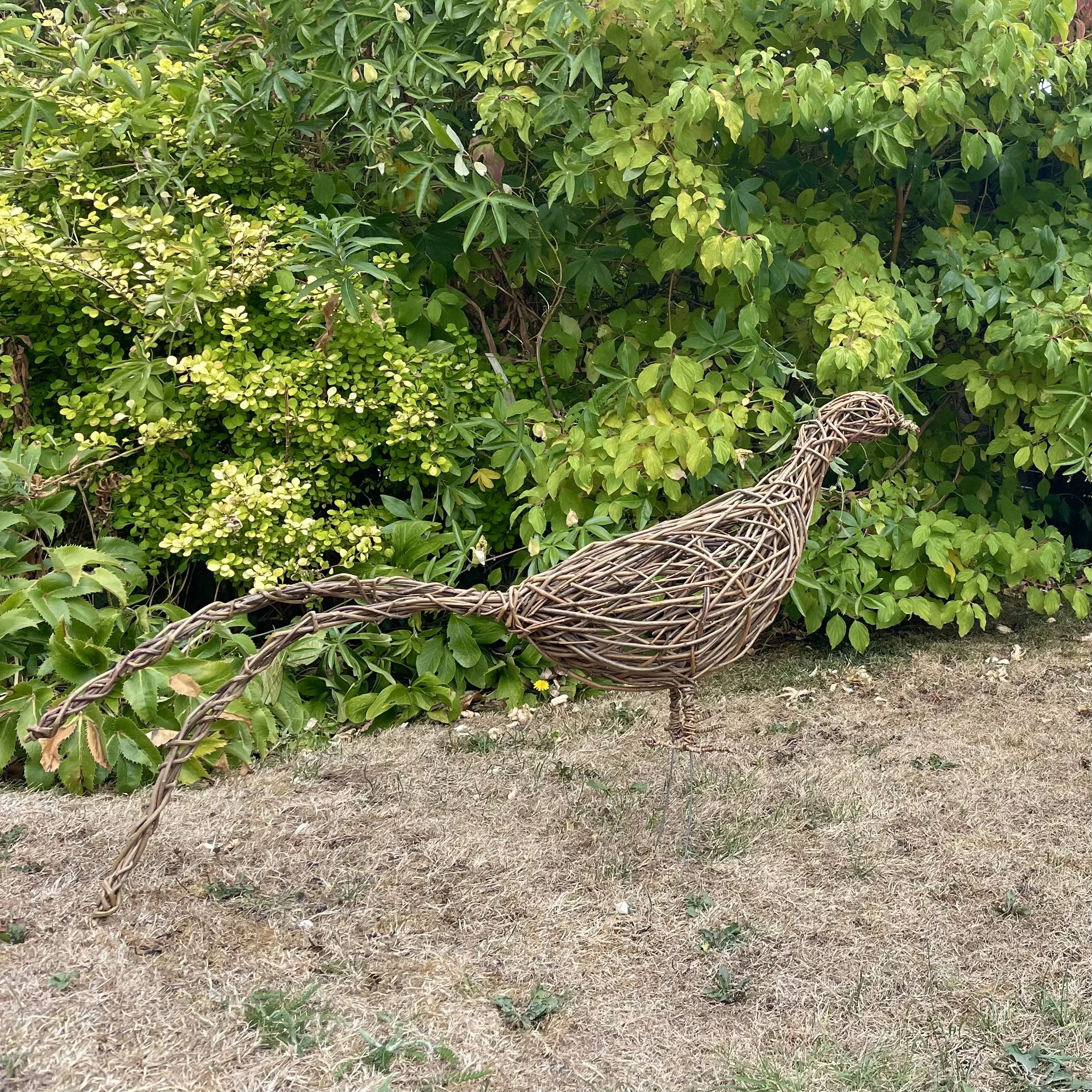 pheasant in garden.jpeg