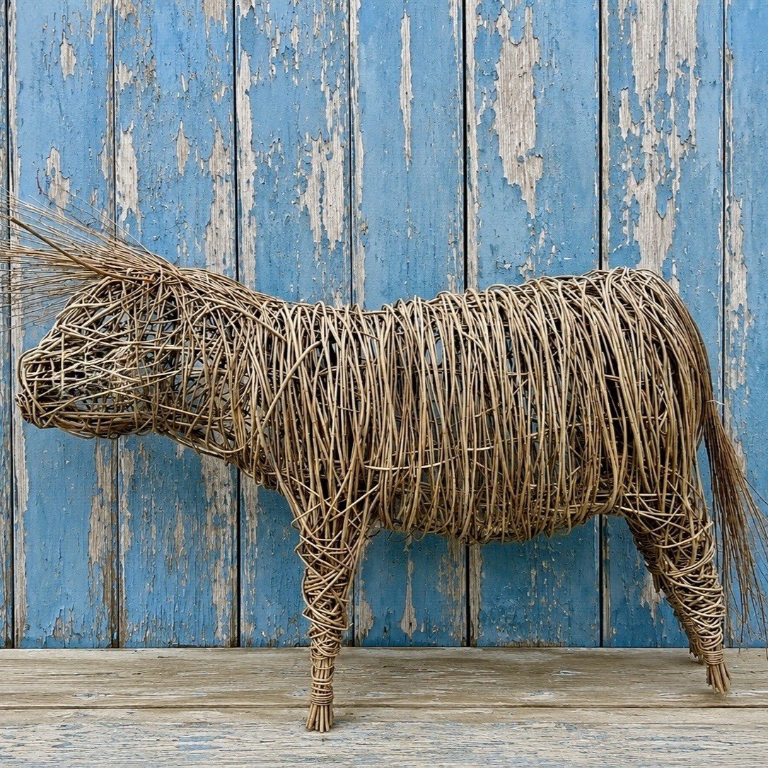 Angus Highland Cow