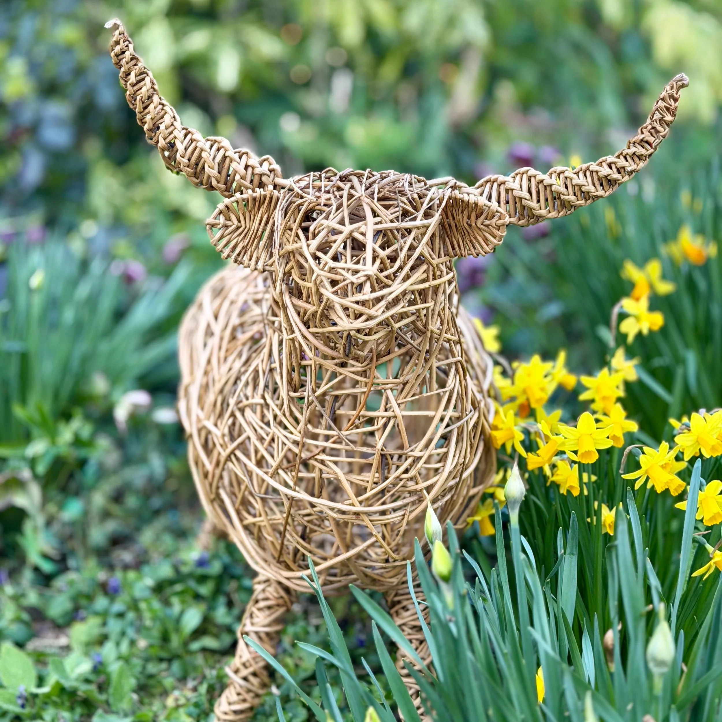 willow highland cow small.JPG