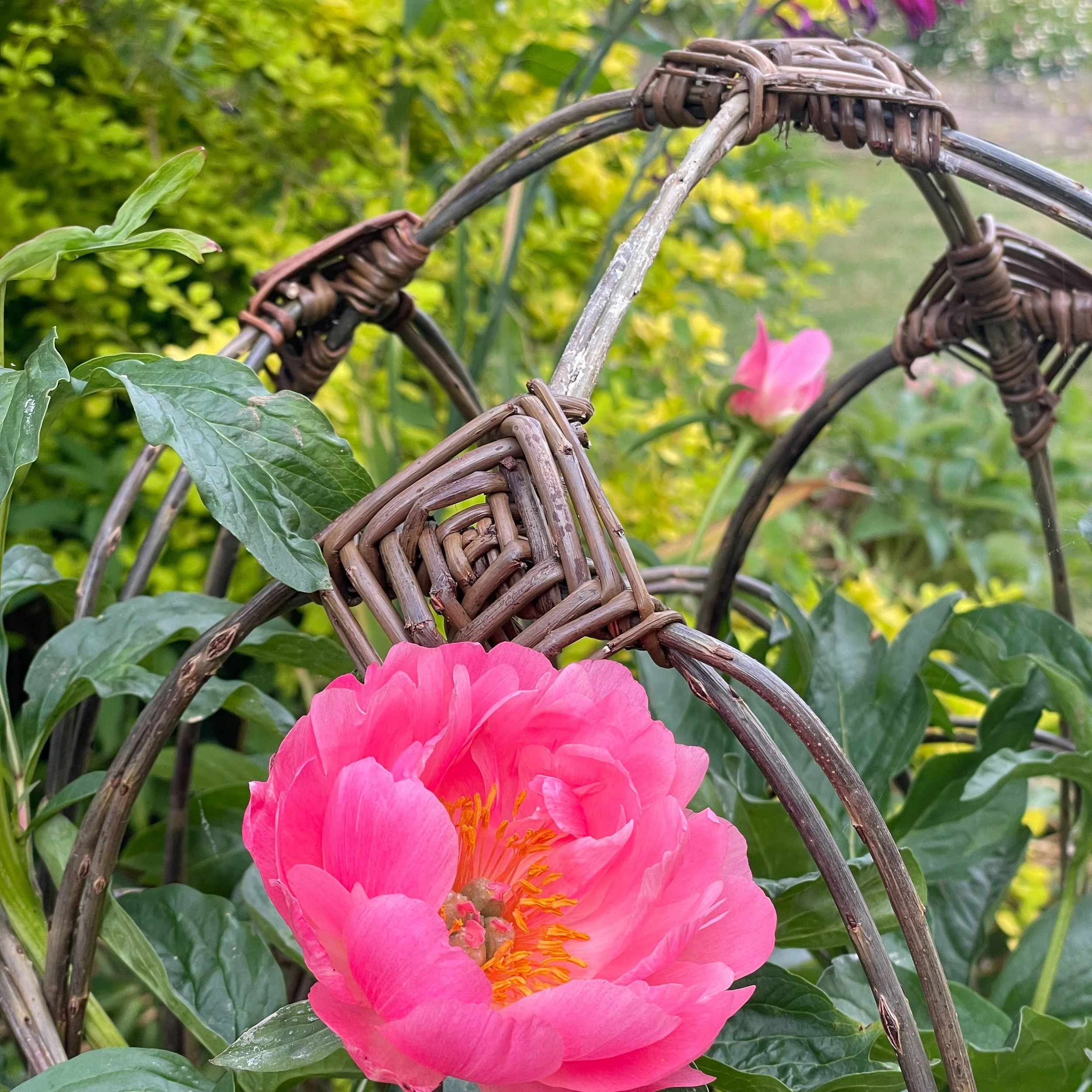 Plant support workshop 25 April 10am