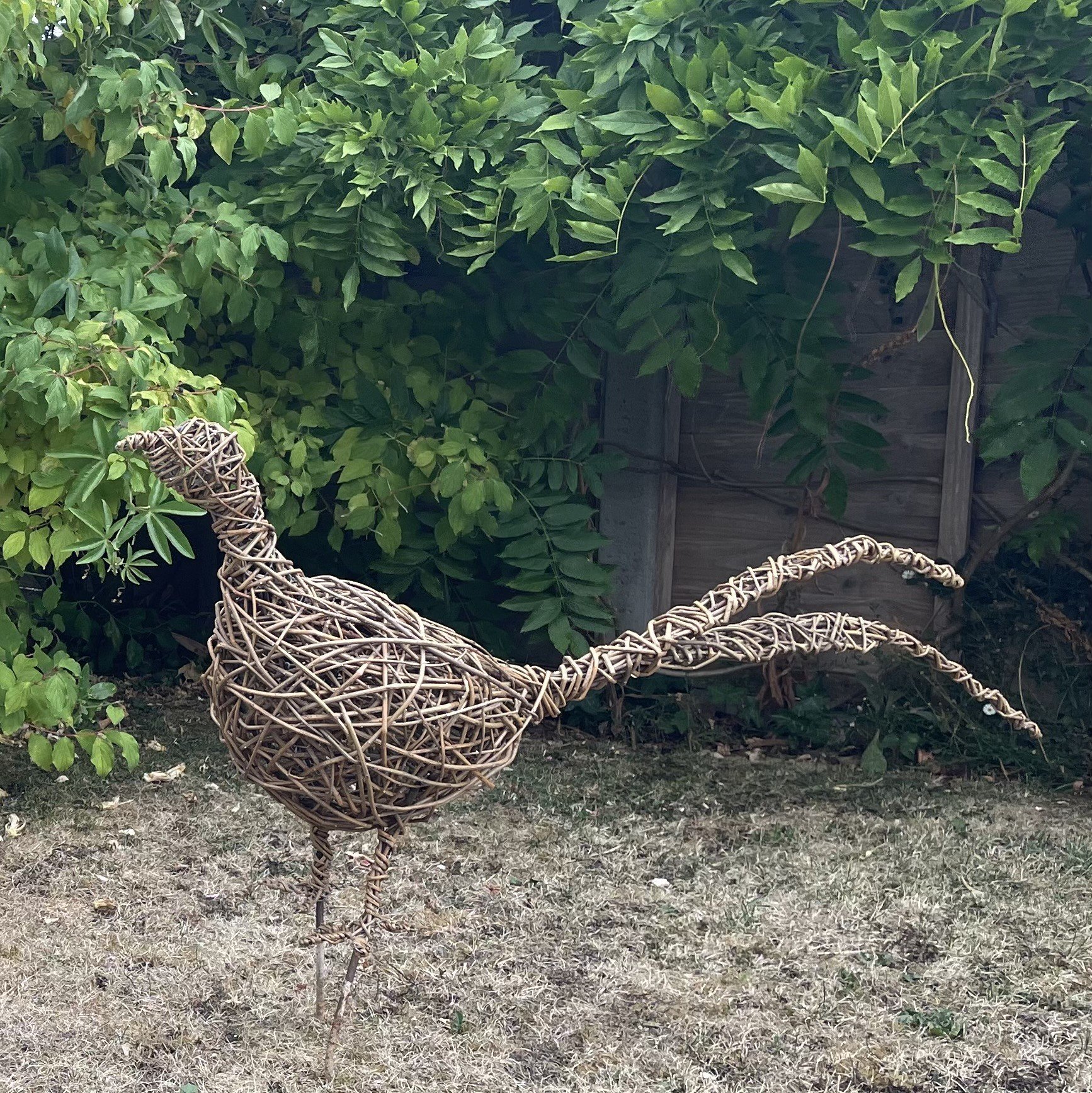 pheasant in garden.jpeg