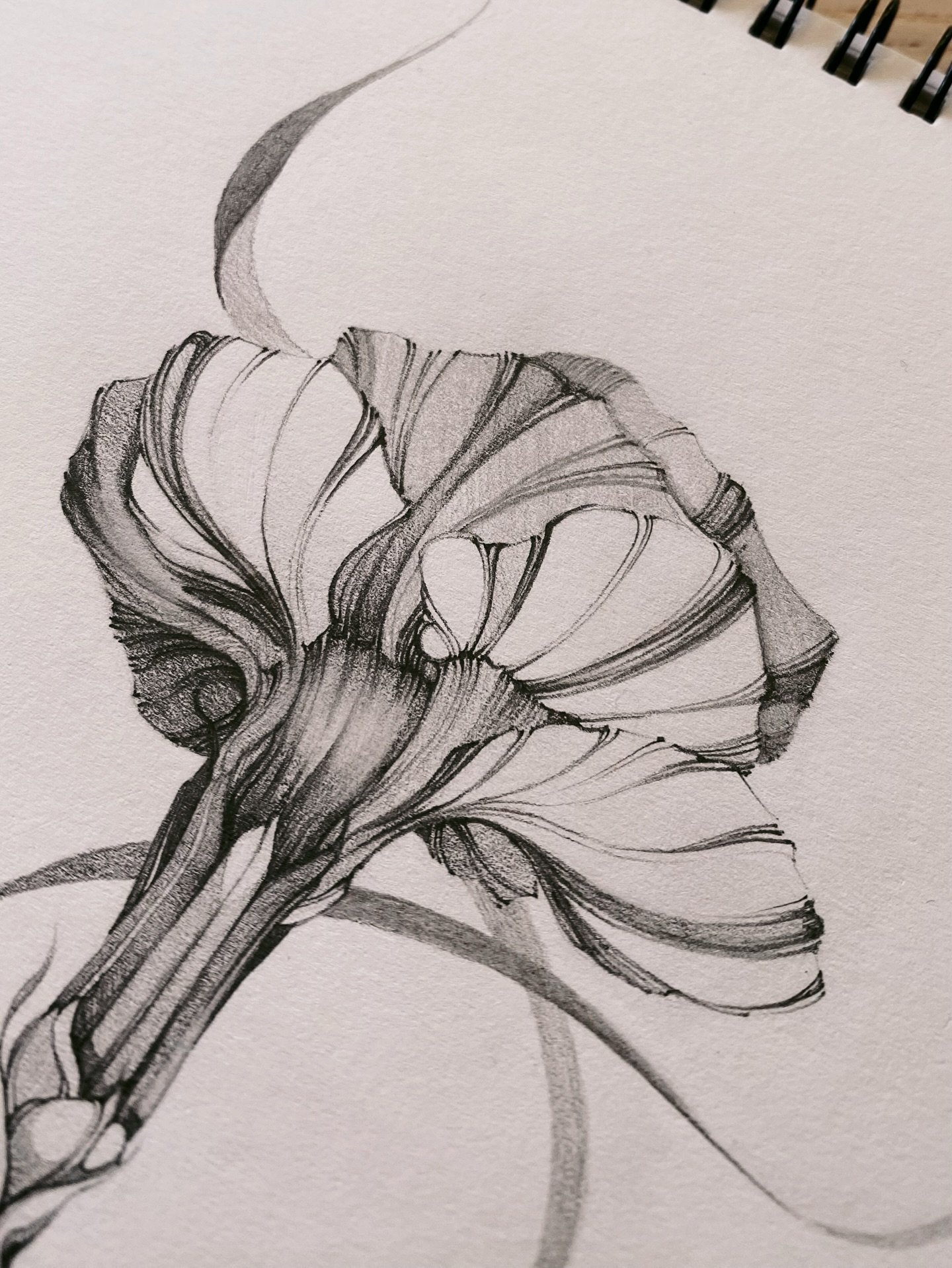 &bull; Nelke &bull;
Die Geburtsblume der Januarkinder 

#freehand#intuitivedesign#floraletattoofinelinehamburg#birthflowertattoo