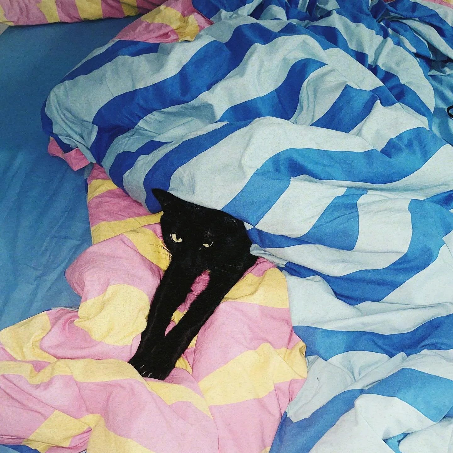NINJA π‍β¬ #ninjajetli #wildlove #vscocam #ignantpicoftheday #homeiswhereyourcatis #cat #catlover #cutepetclub #catportraits
