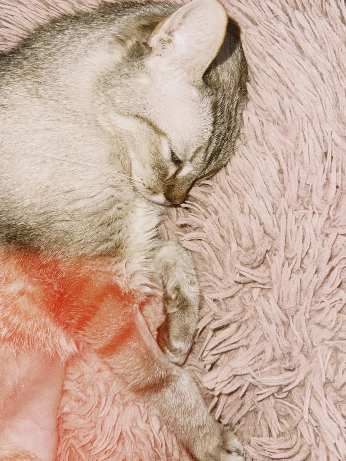 RYUU, RISOTTO, RYUU DA CONCEI&Ccedil;&Atilde;O CHANEL, RIO DXI JANEIRO, LELECO, GORDO, EL CAPITAN, BOB O CONSTRUTOR, AMIGUINHO&hellip;OBRIGADA💙05.2014 &bull; 19.09.2025