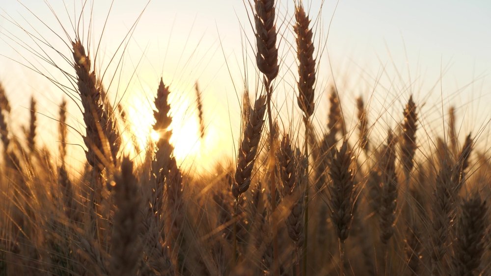 Founder's harvest update: Average yields, small grains and an absent August…