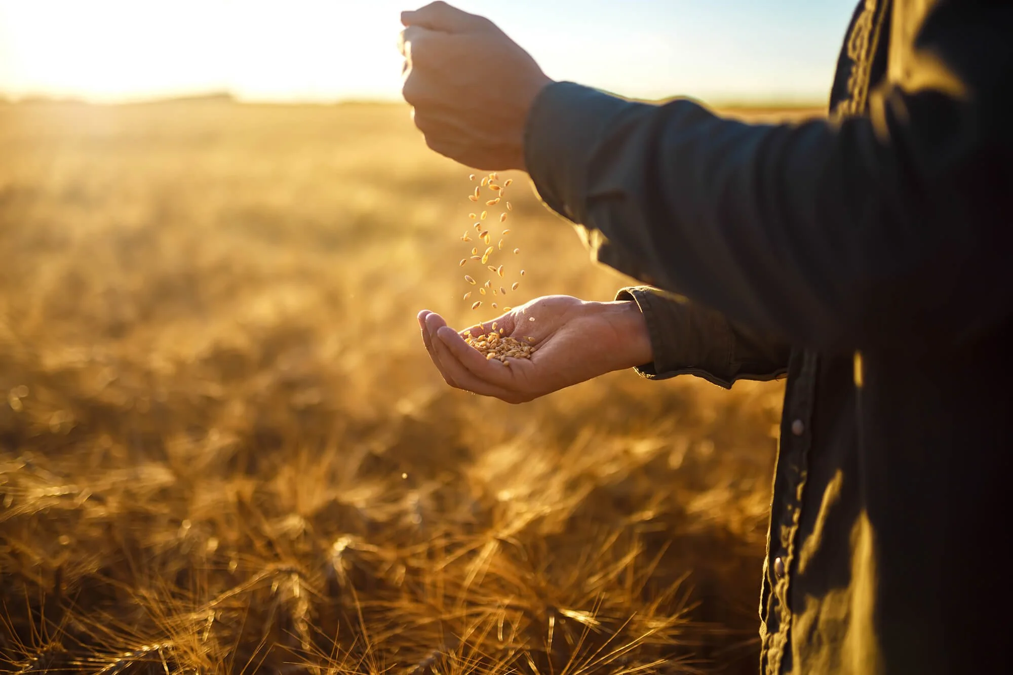 Harvest 2025: combining global and local perspectives