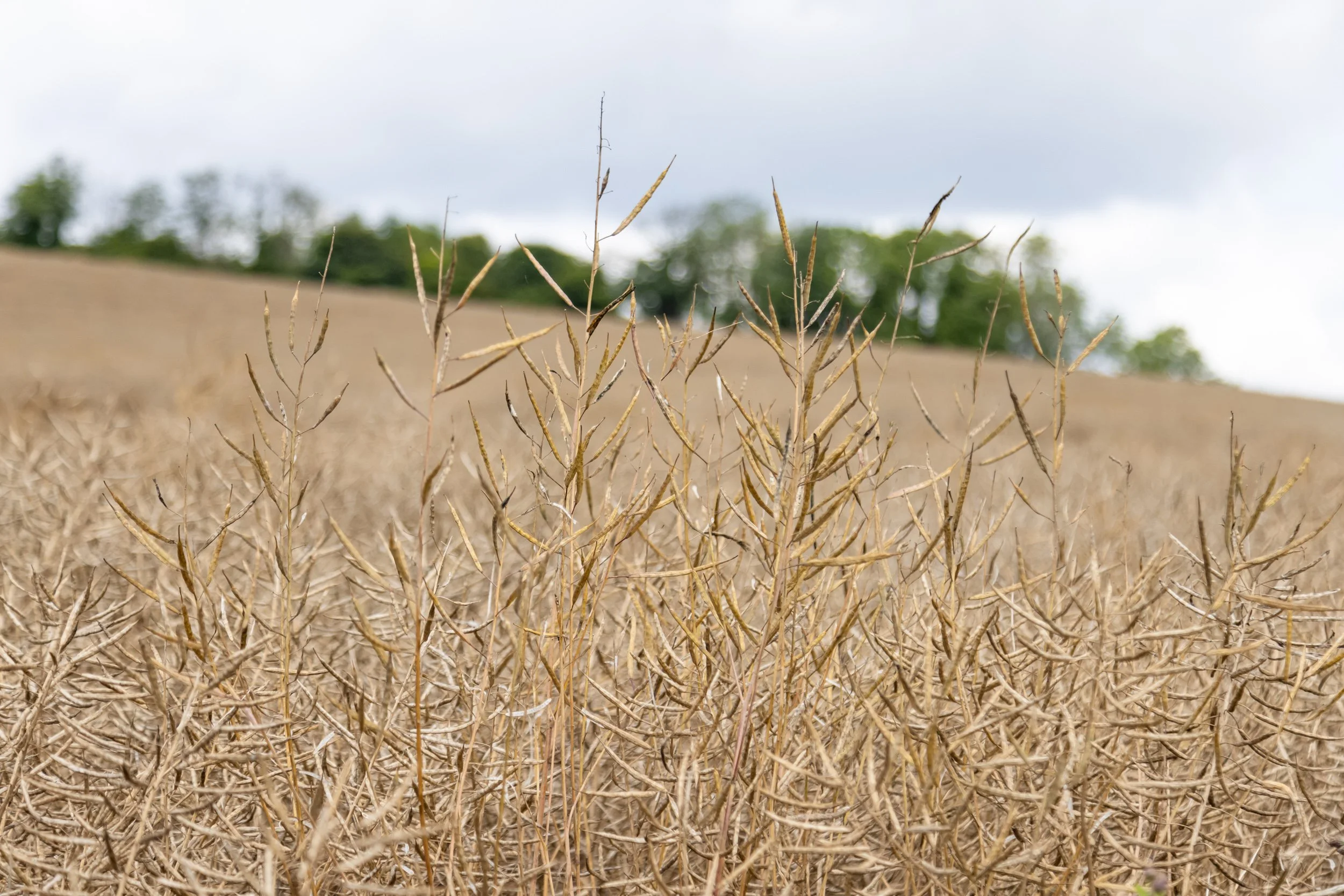 Have you started selling your new crop yet?