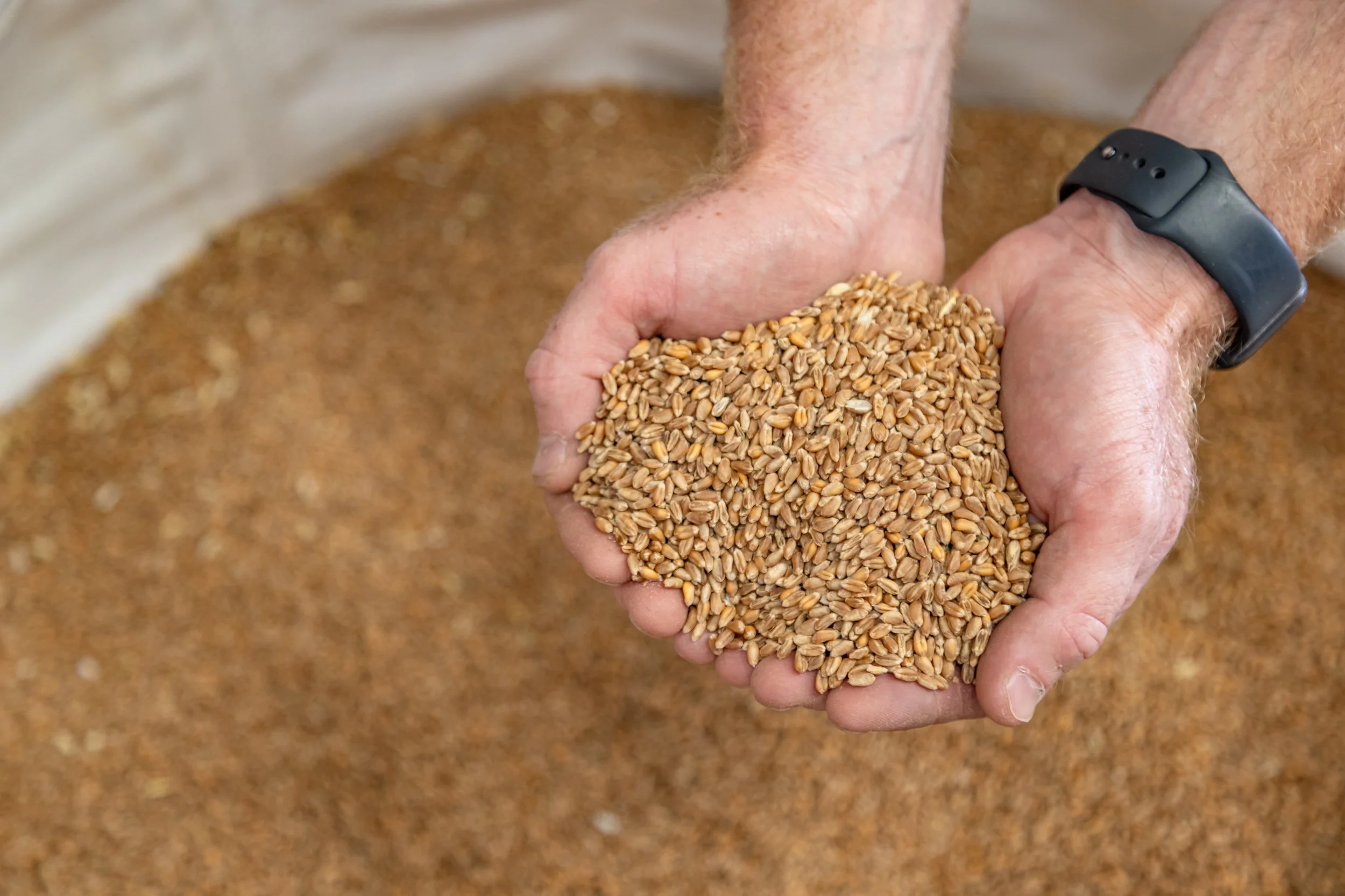 Should I hold crop over? Old crop decisions in an oversupplied market
