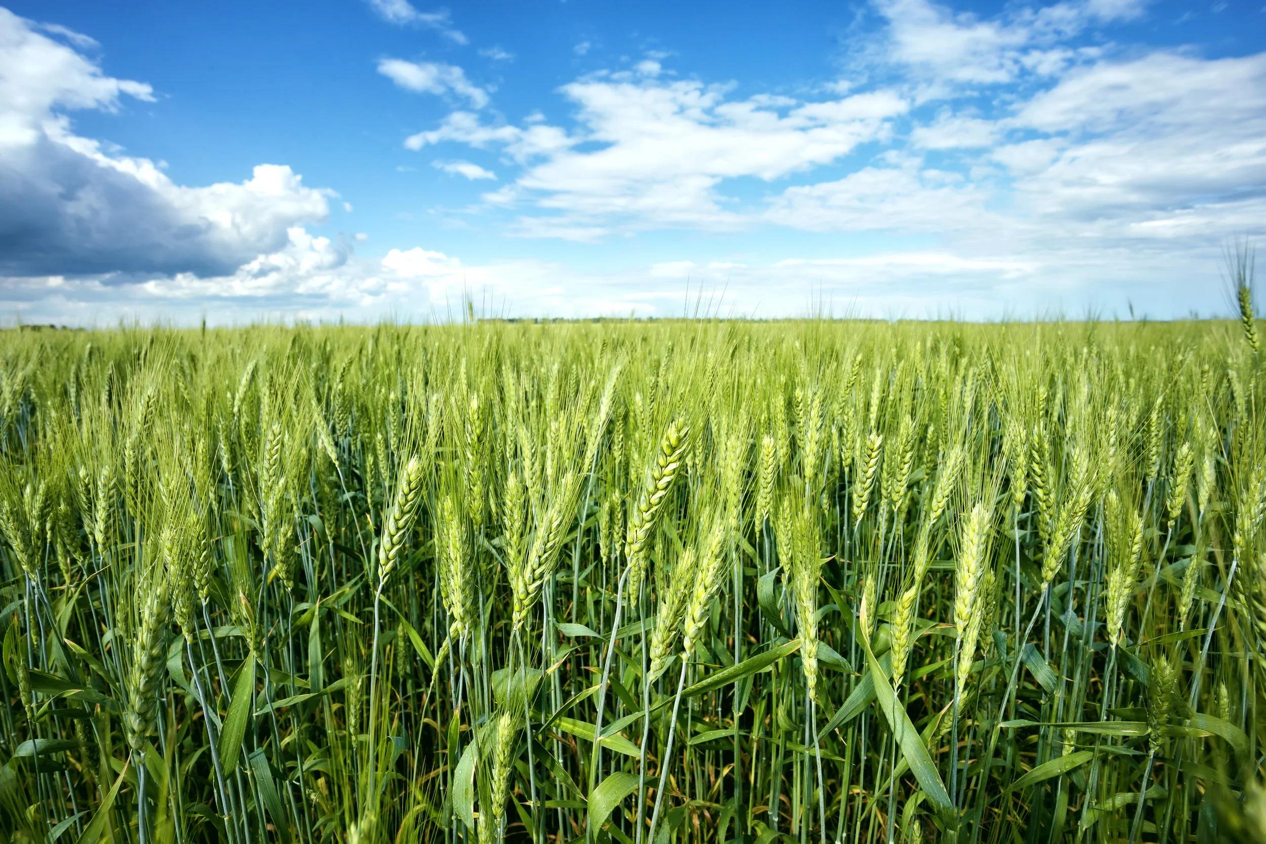 Why waiting until harvest isn’t really a marketing strategy